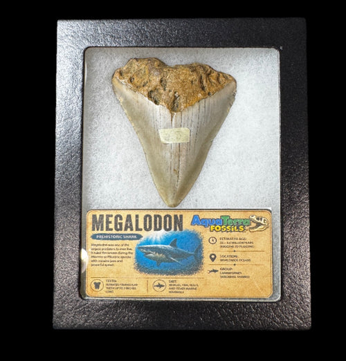 2.8” Megalodon Tooth With Case #2