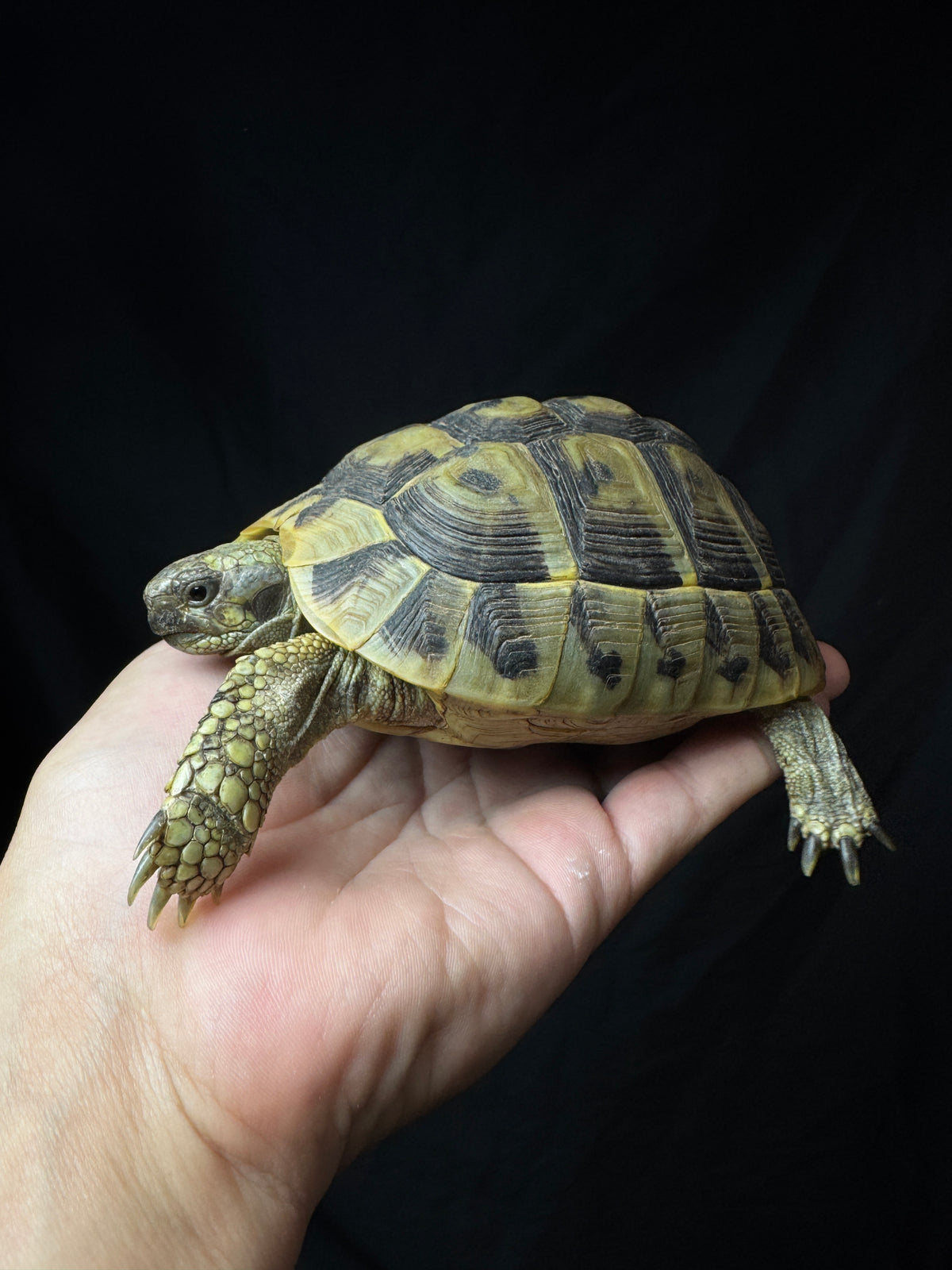 #3 USACB Female Hermann’s Tortoise
