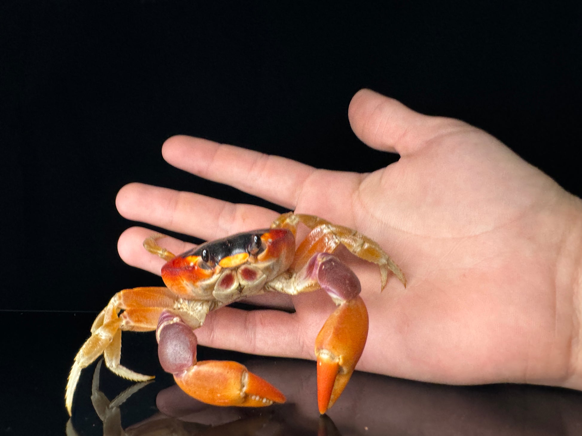 Red Moon Crabs!