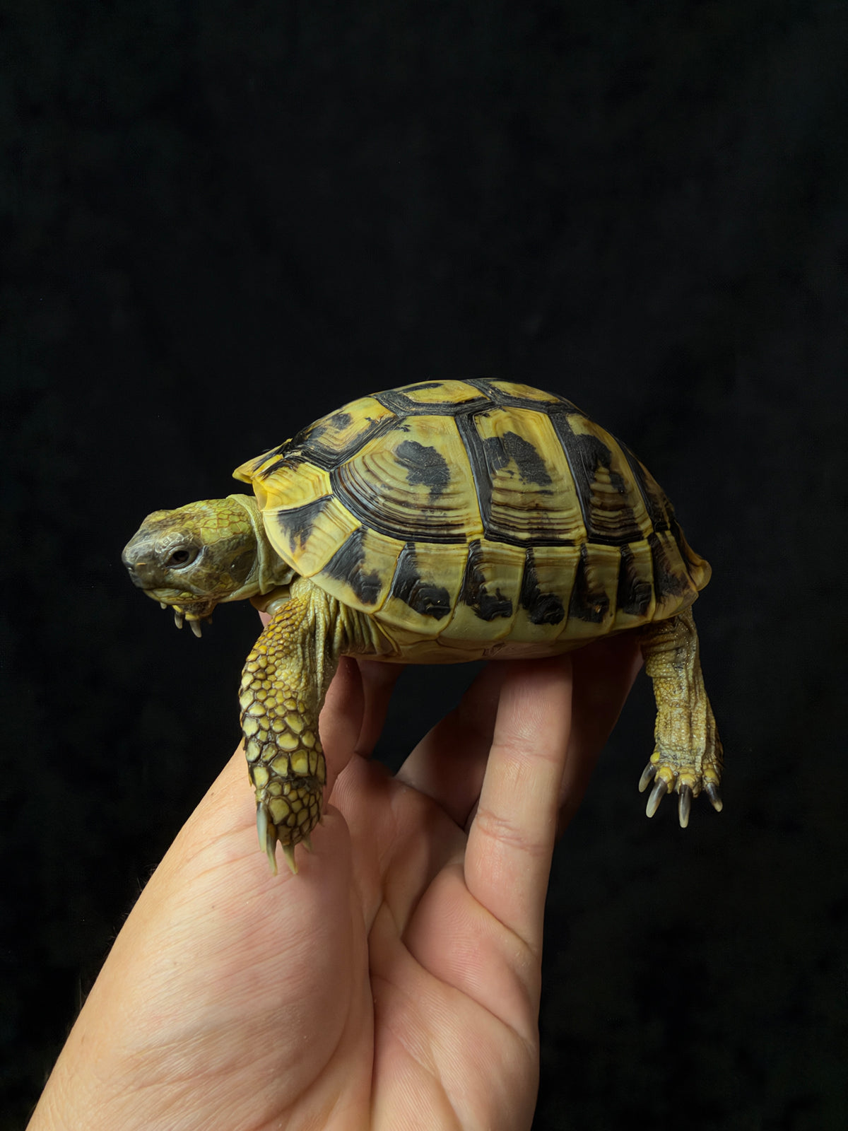 #12 Female Hermann’s Tortoise