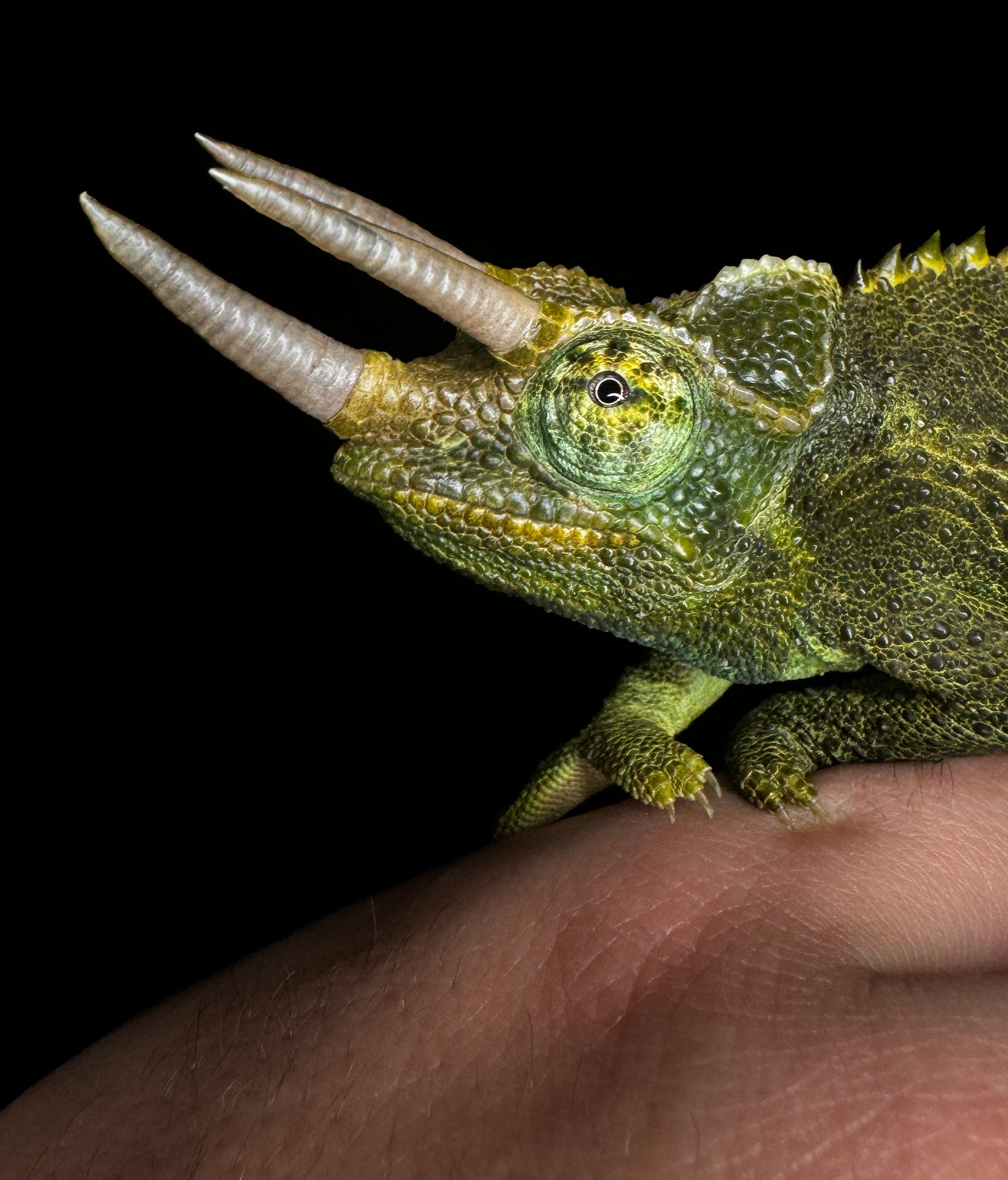 Jackson Chameleon!