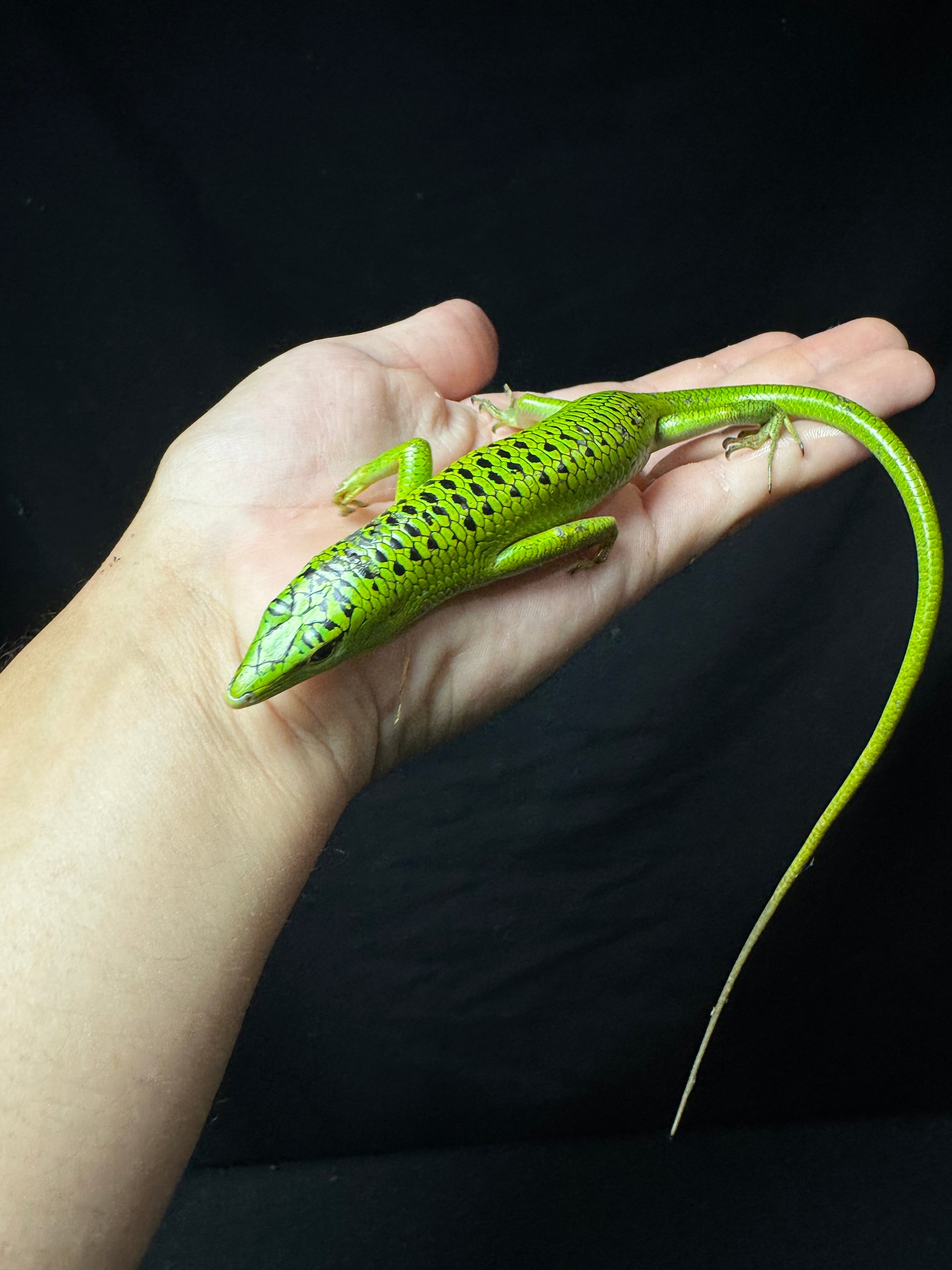 #11 XXL Male Baby Black Spotted Emerald Tree Skink