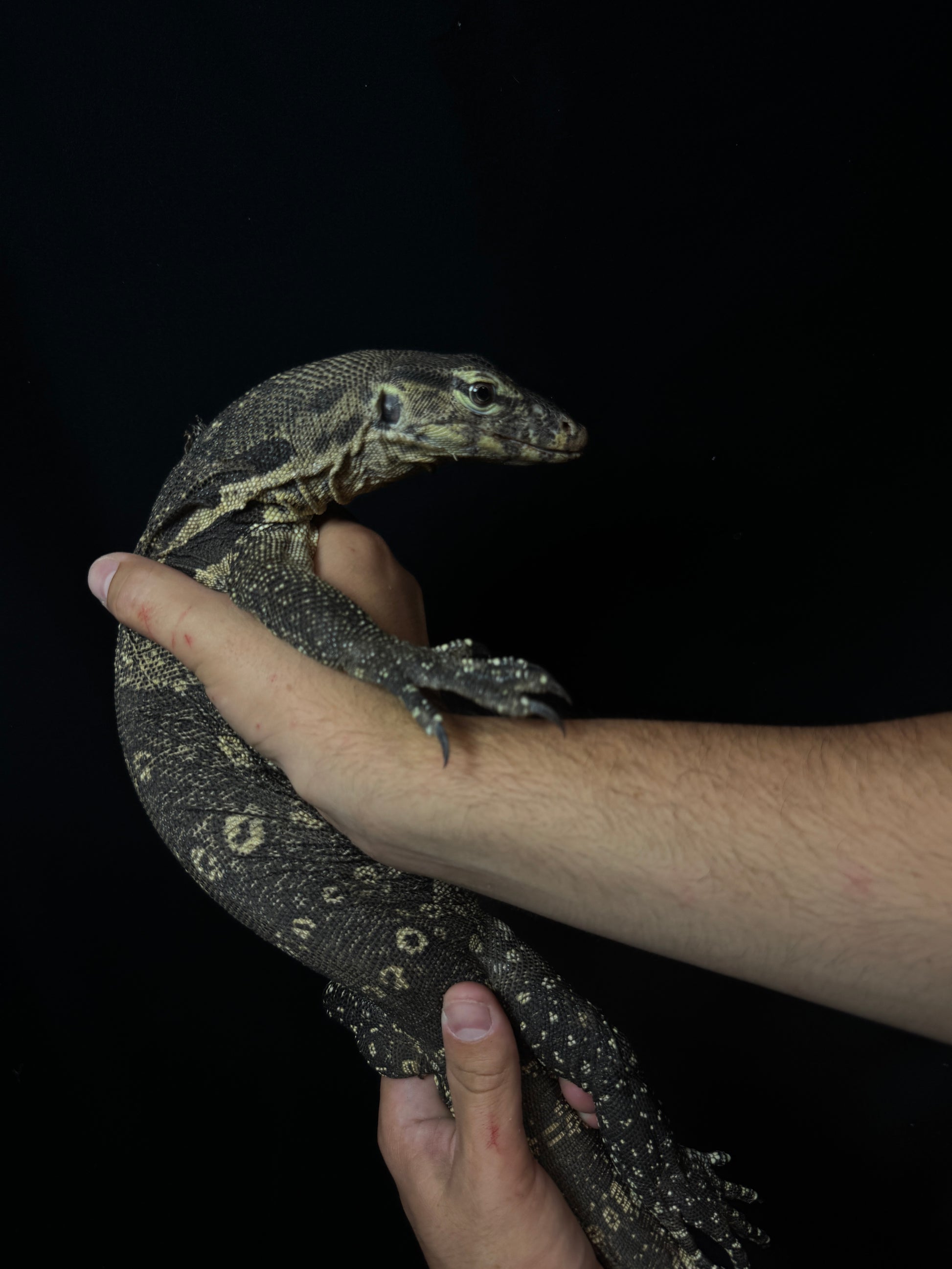 Asian Water Monitor!