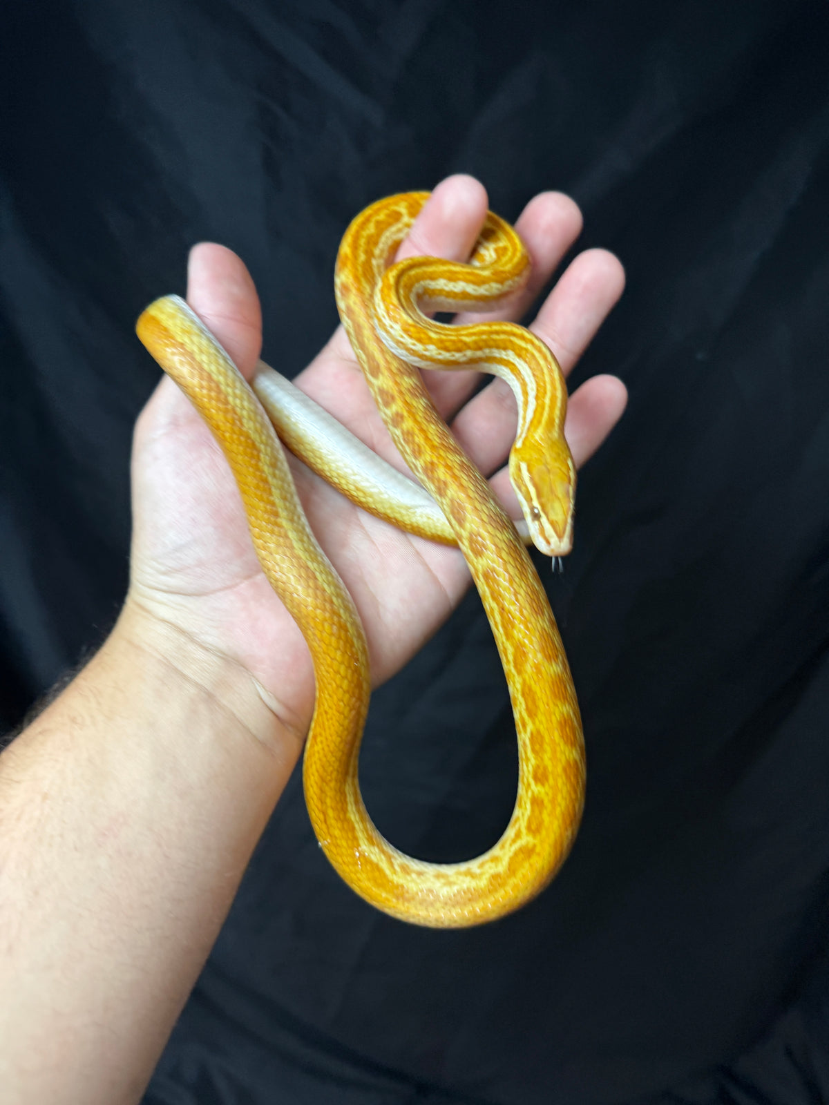 Male Albino T- Het T+ House Snake
