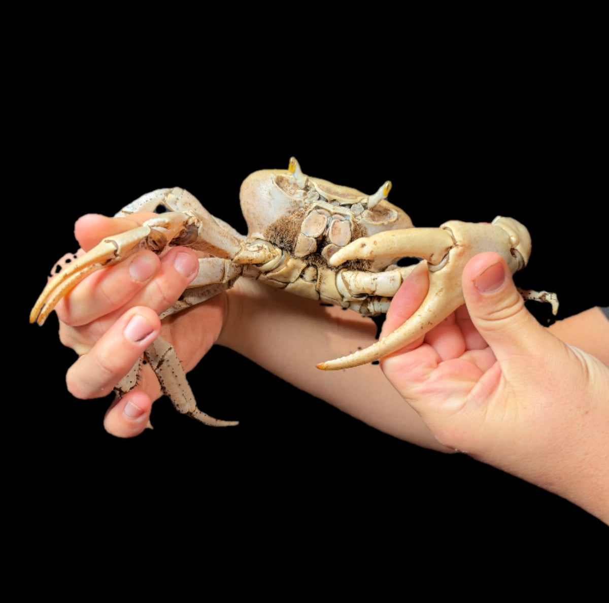 GIANT Barbados Land Crabs