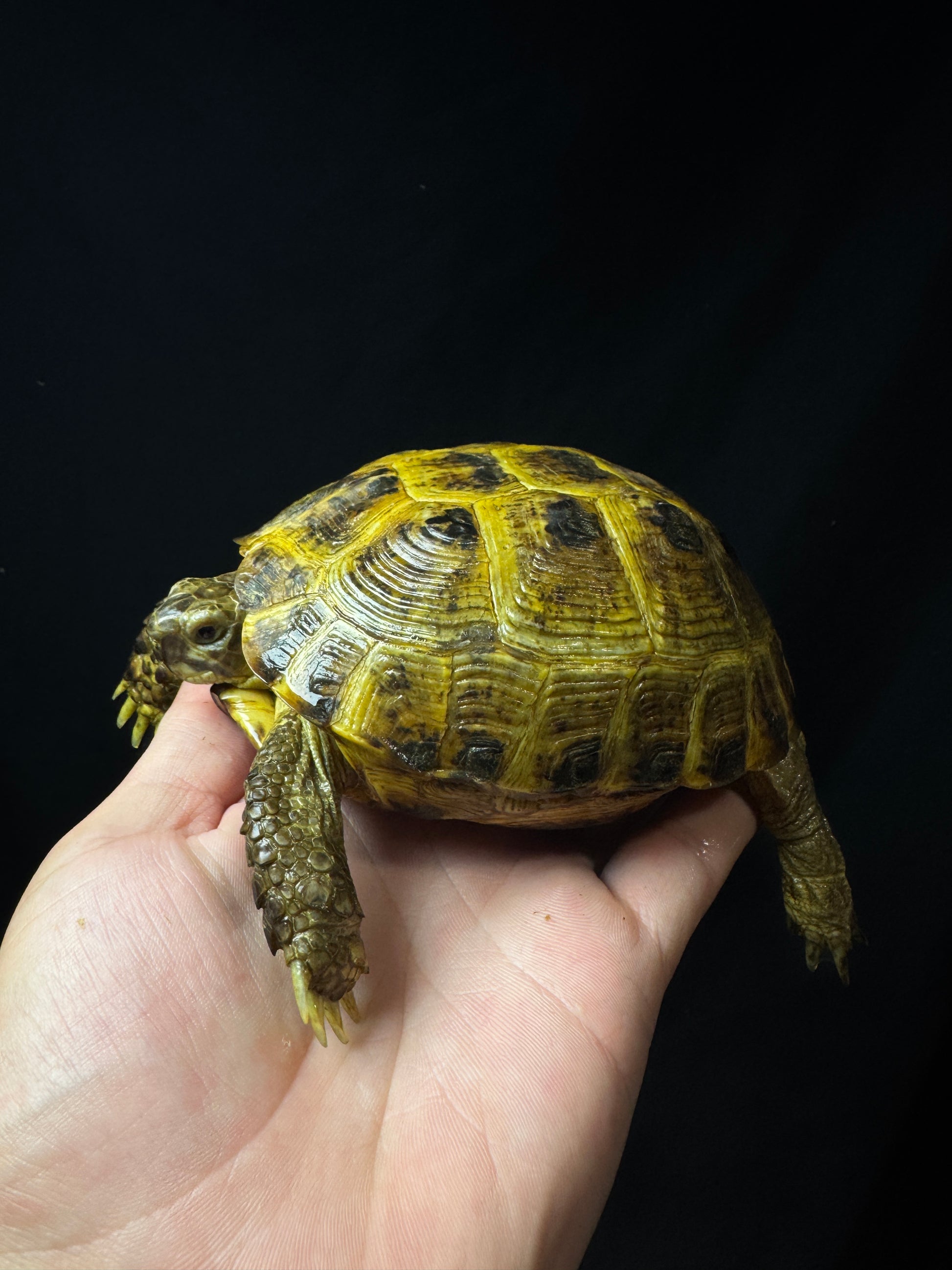 #29 Female Russian Tortoise