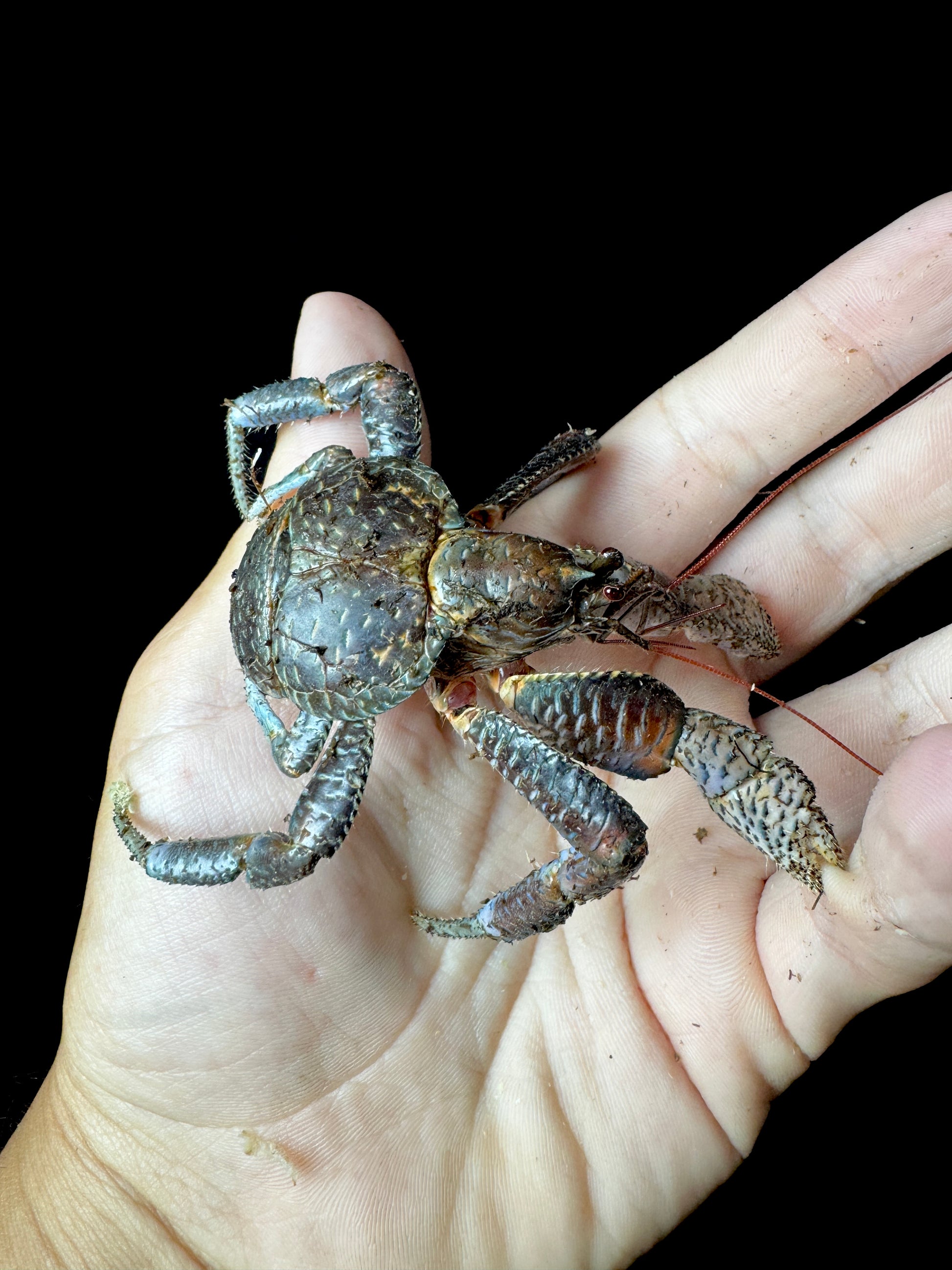 Coconut Crab!