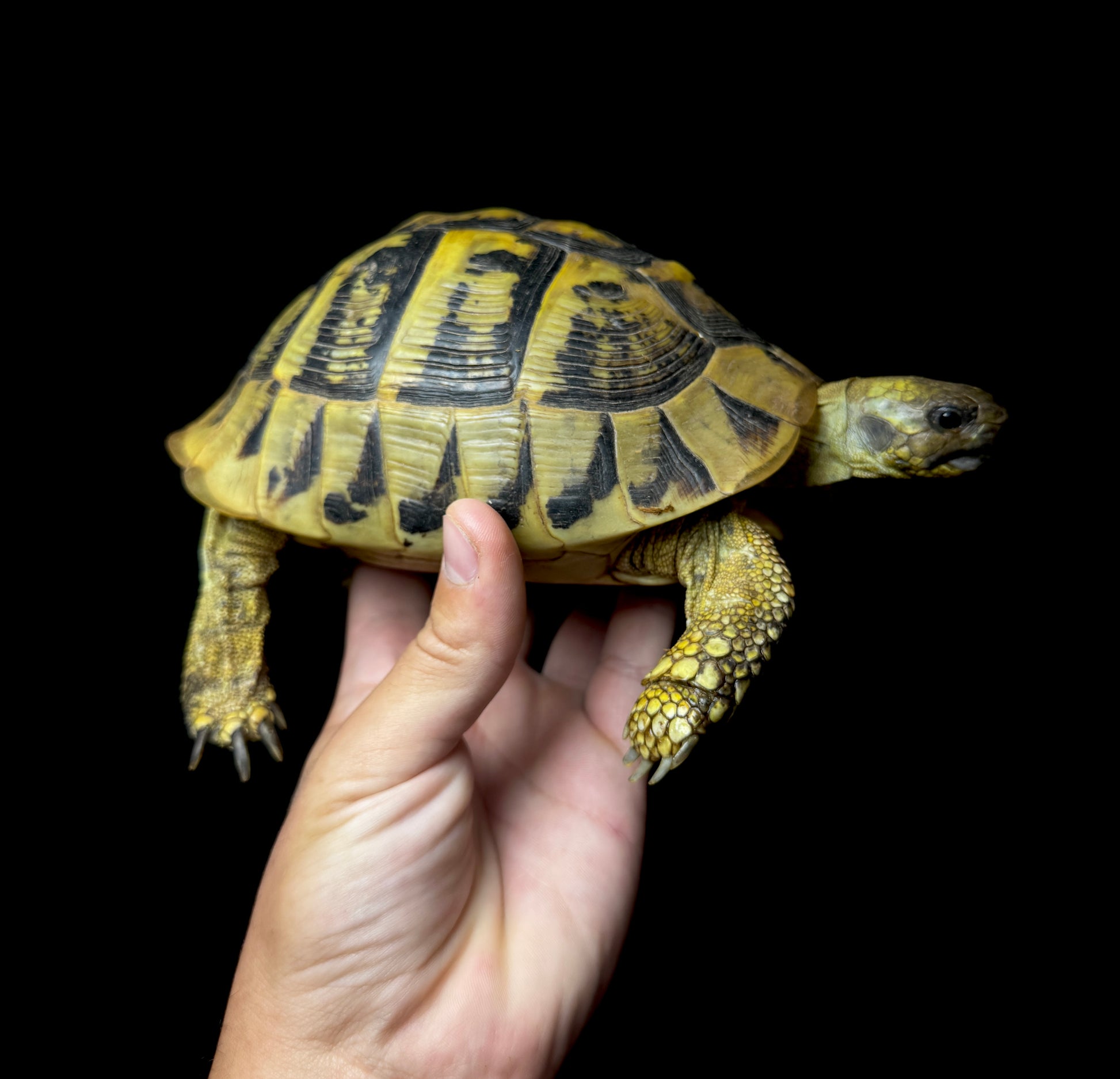 CB Exact Female Hermann’s Tortoise #6