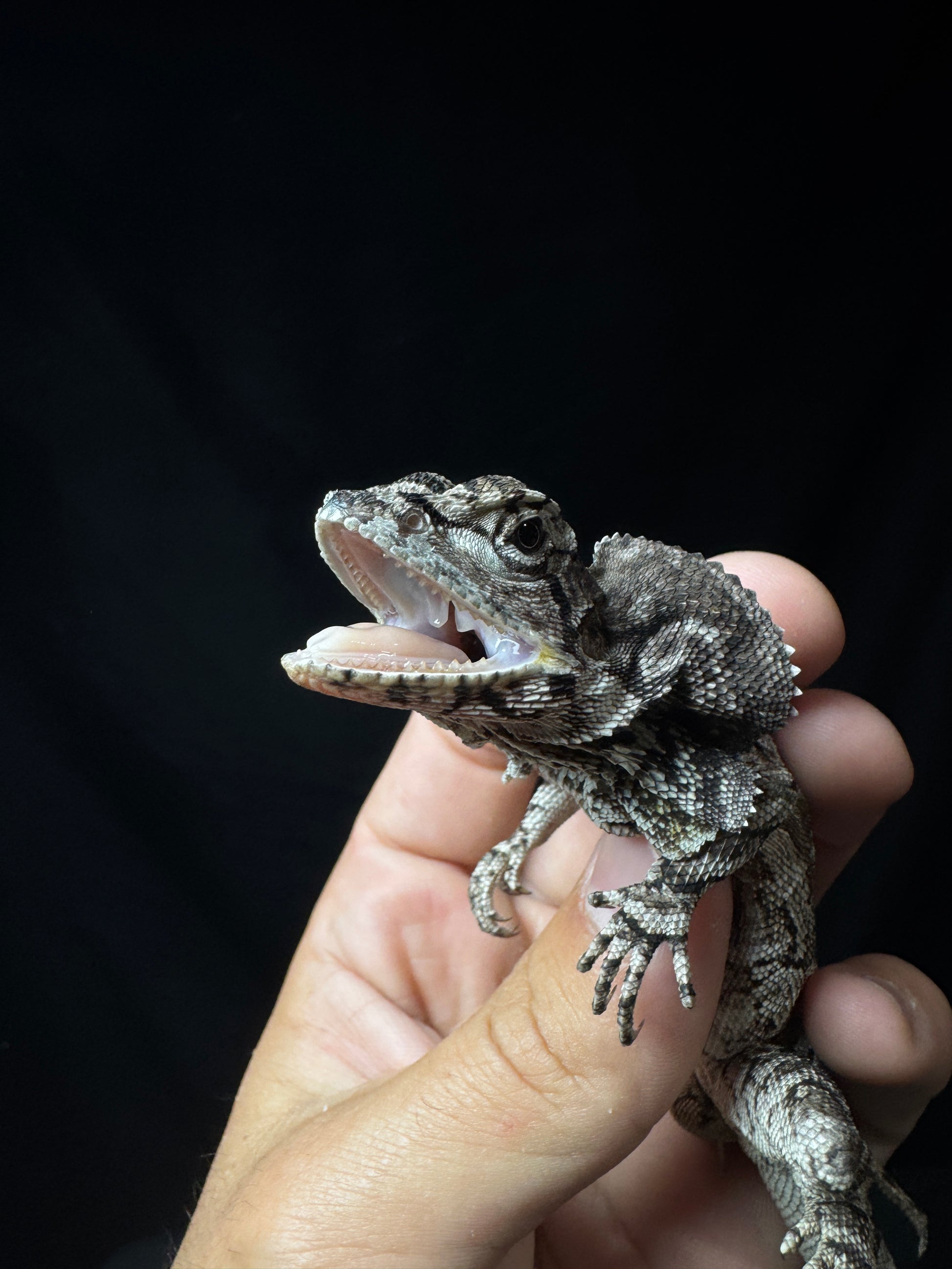 Frilled Dragon!