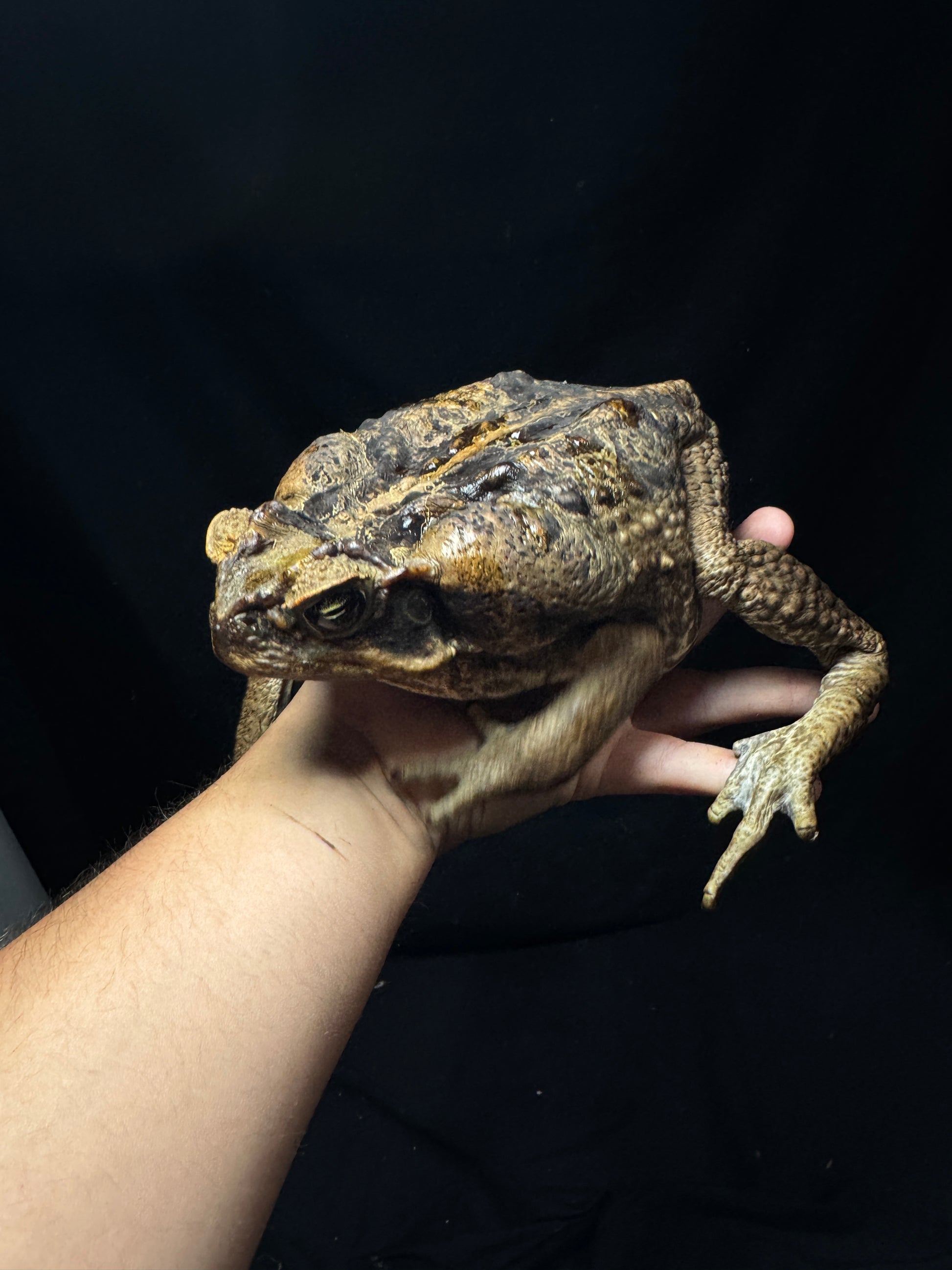 #3 XXL Marine Toad!