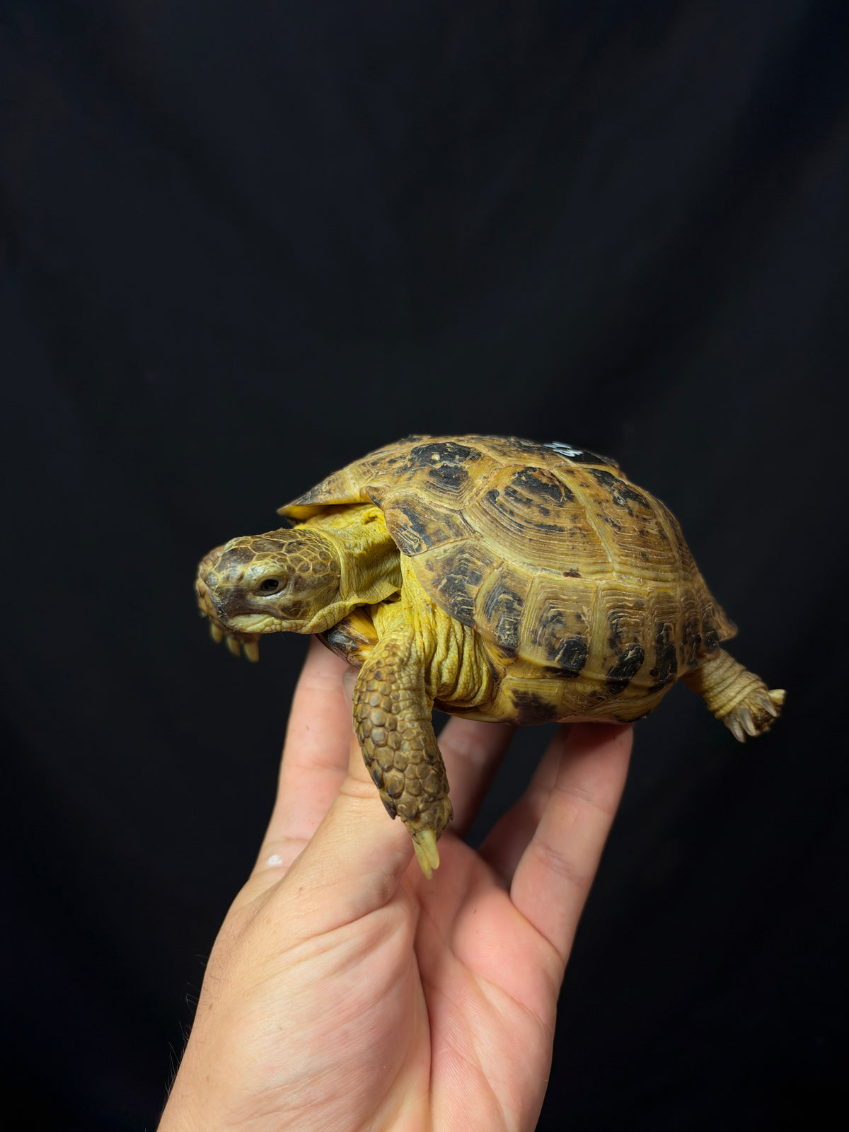 #2 Female Russian Tortoise