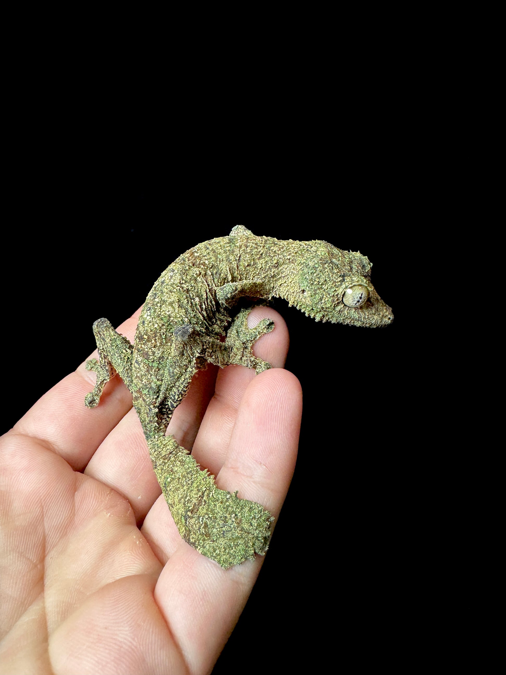 Sikorae Leaf Tail Gecko Female #2