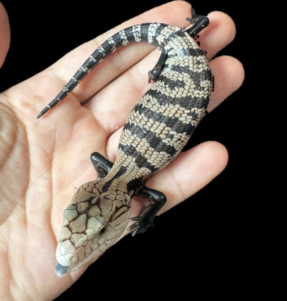 Baby Blue Tongue Skink