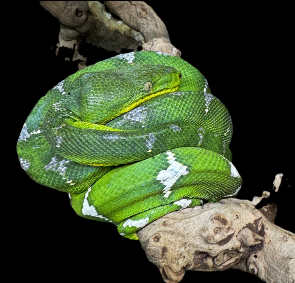 2 Year Captive Emerald Tree Boa Male!