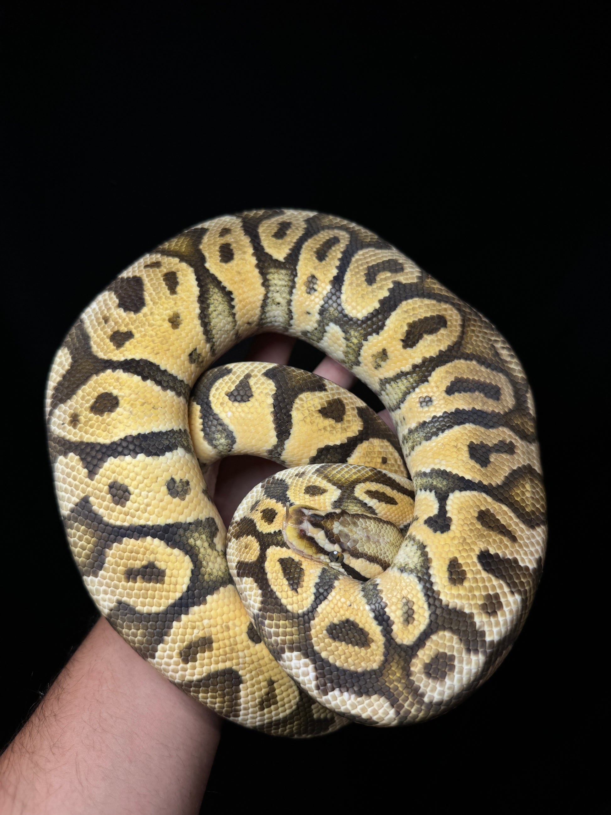 Female Pastel Vanilla Asphalt