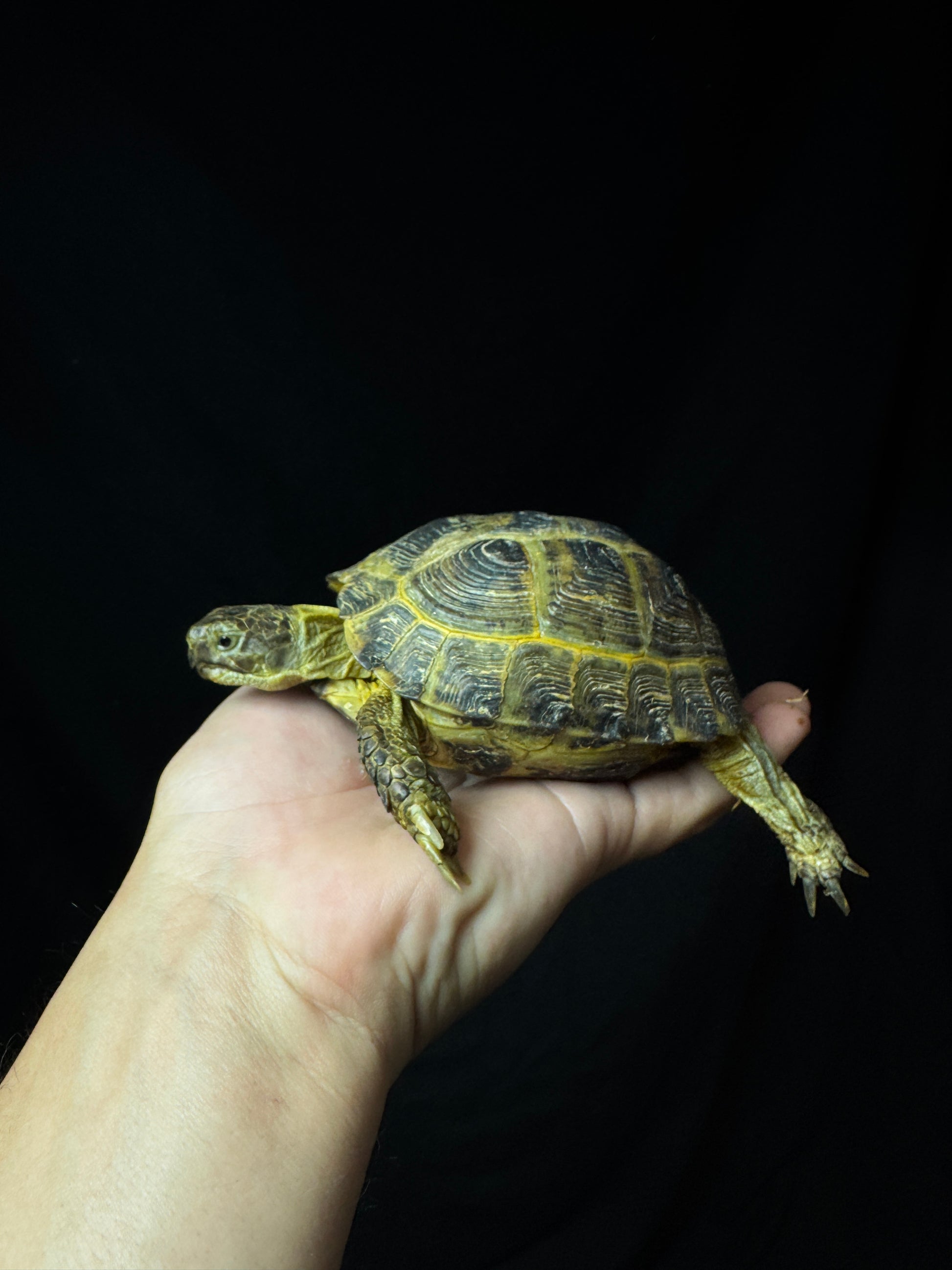 Exact Russian Tortoise Female #4