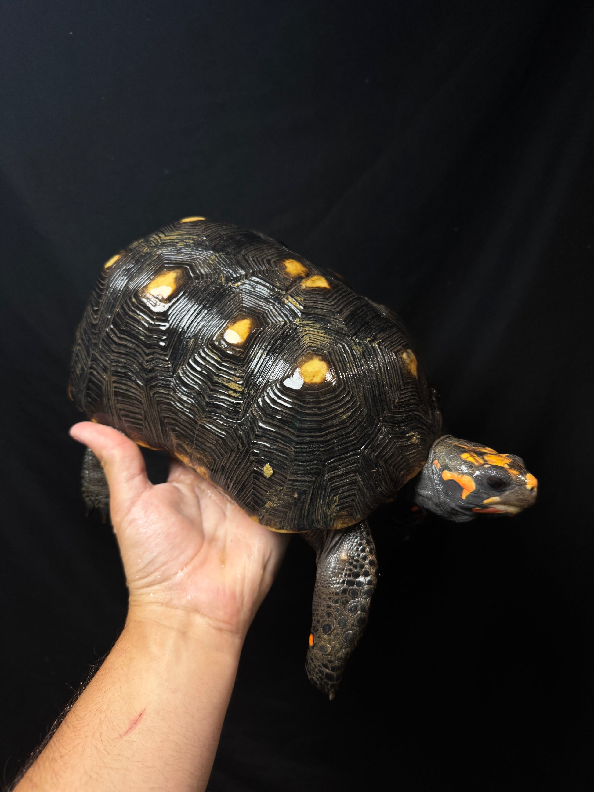 #51 B Grade Adult male Redfoot!