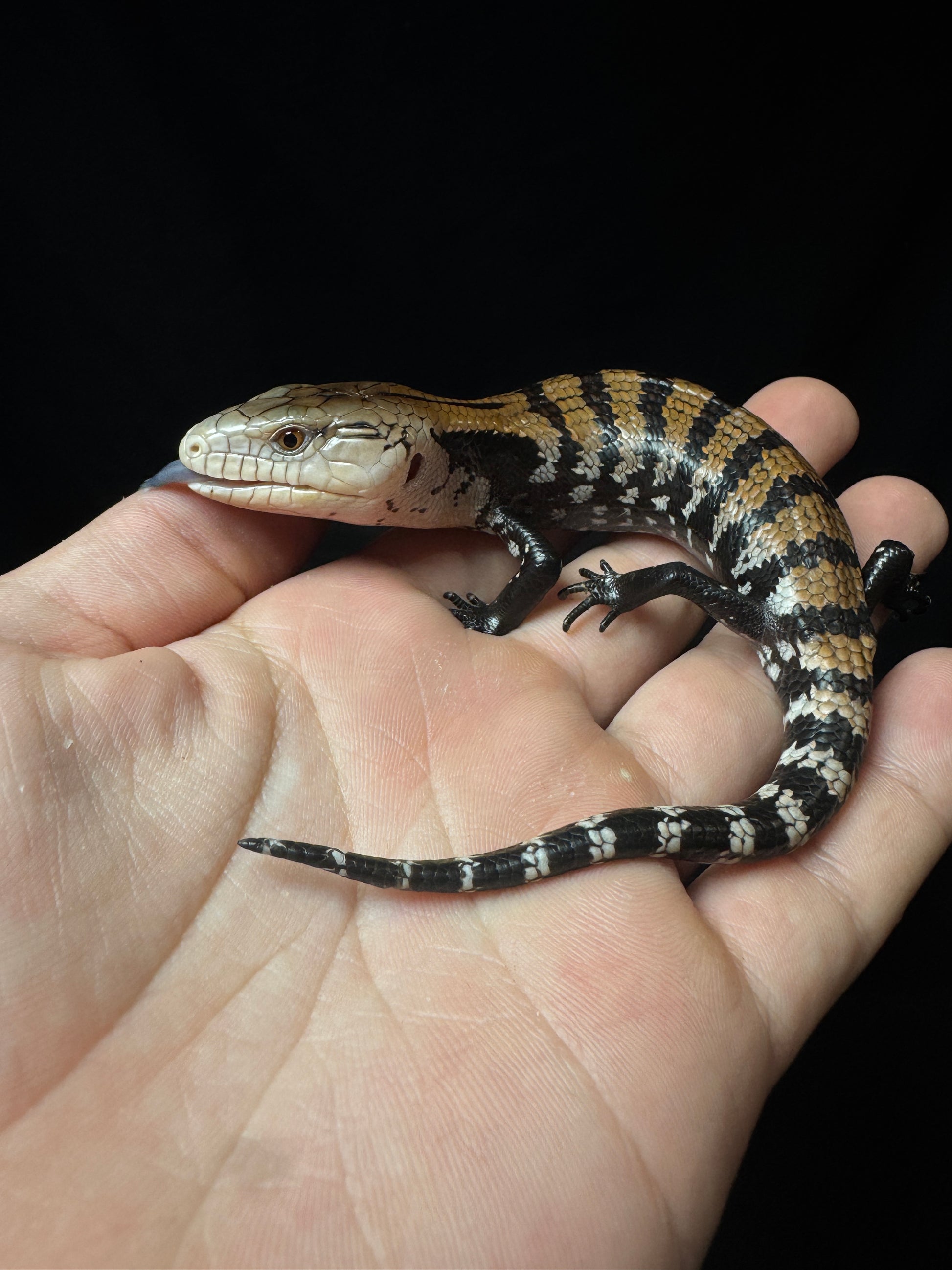 #30 Blue Tongue Skink