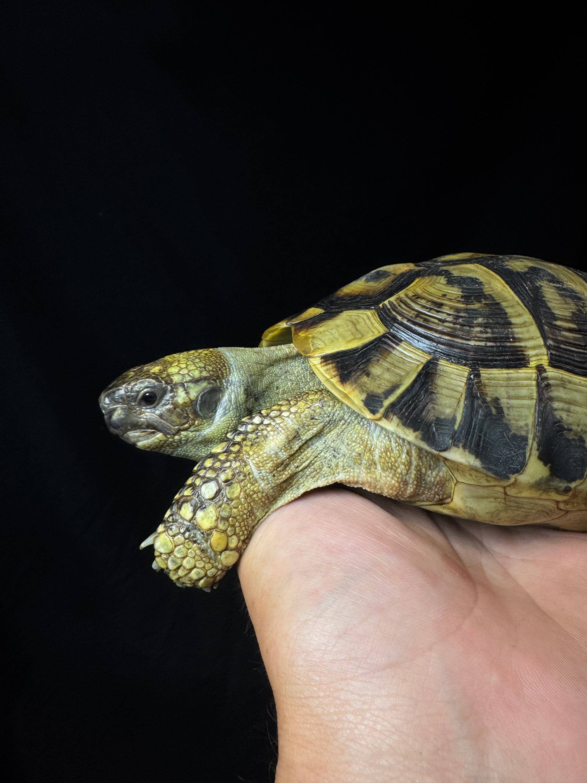 CB Breeder Male Herman’s #3