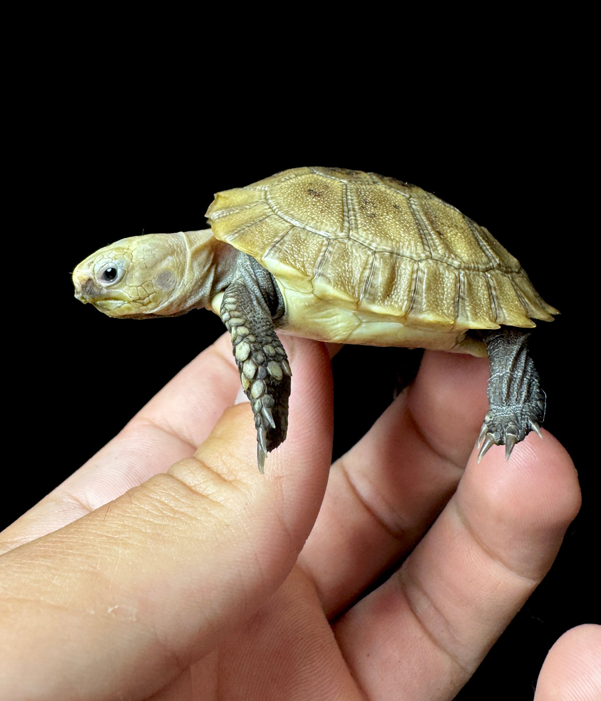 Elongated Tortoise!