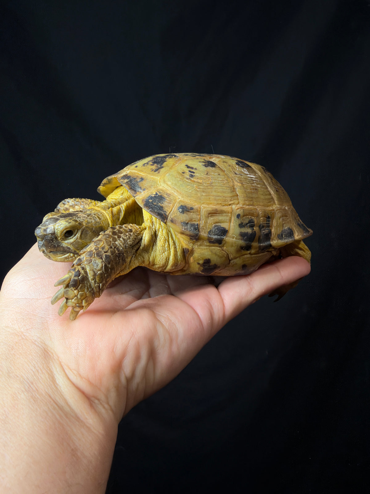 #2 Russian Tortoise Male