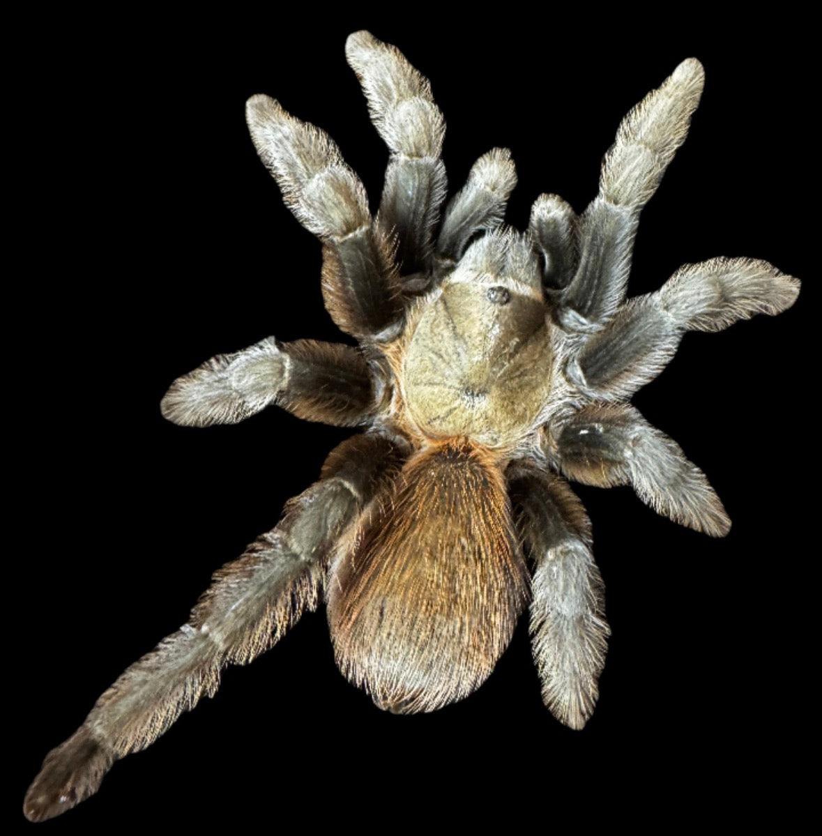 Adult Texas Tan Tarantula