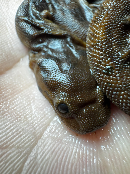 #1 Elephant Trunk Snake!