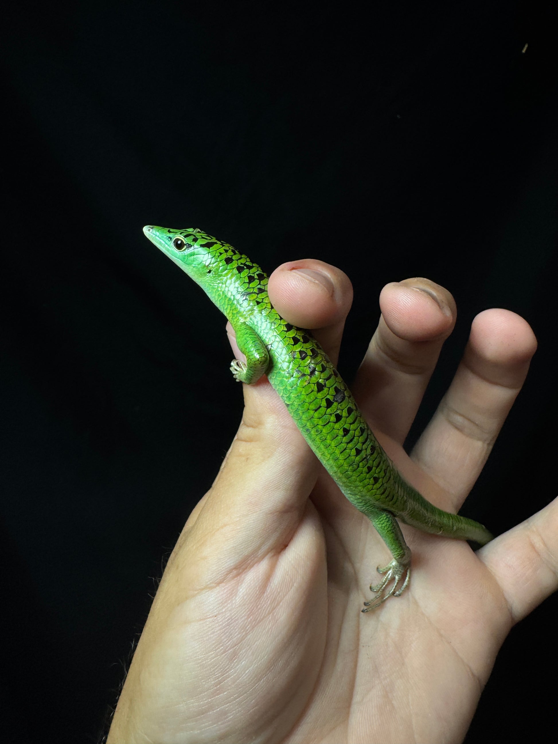 (Last one) #18 Female Black Spotted Emerald Tree Skink.