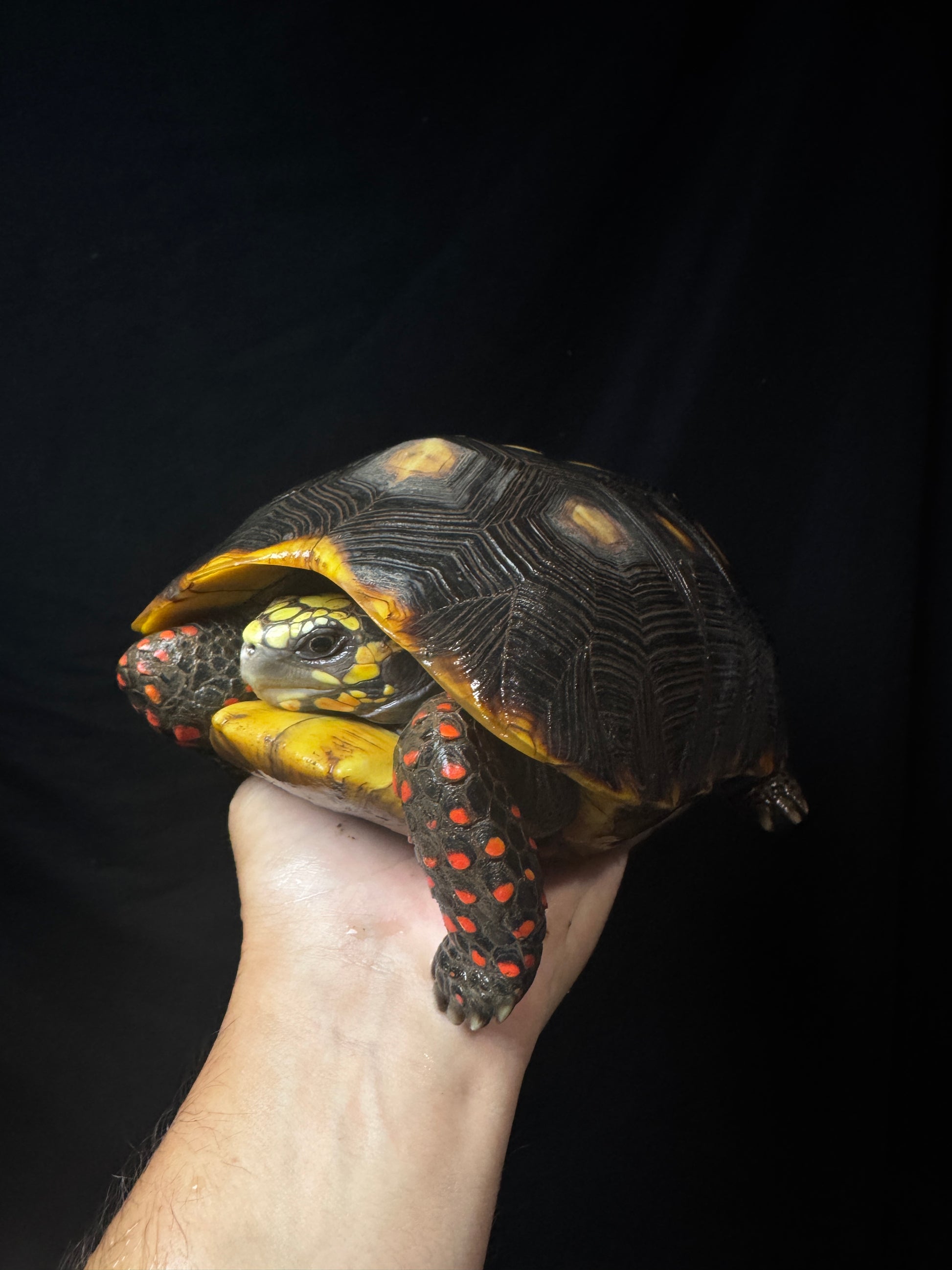 #57 Adult male Redfoot