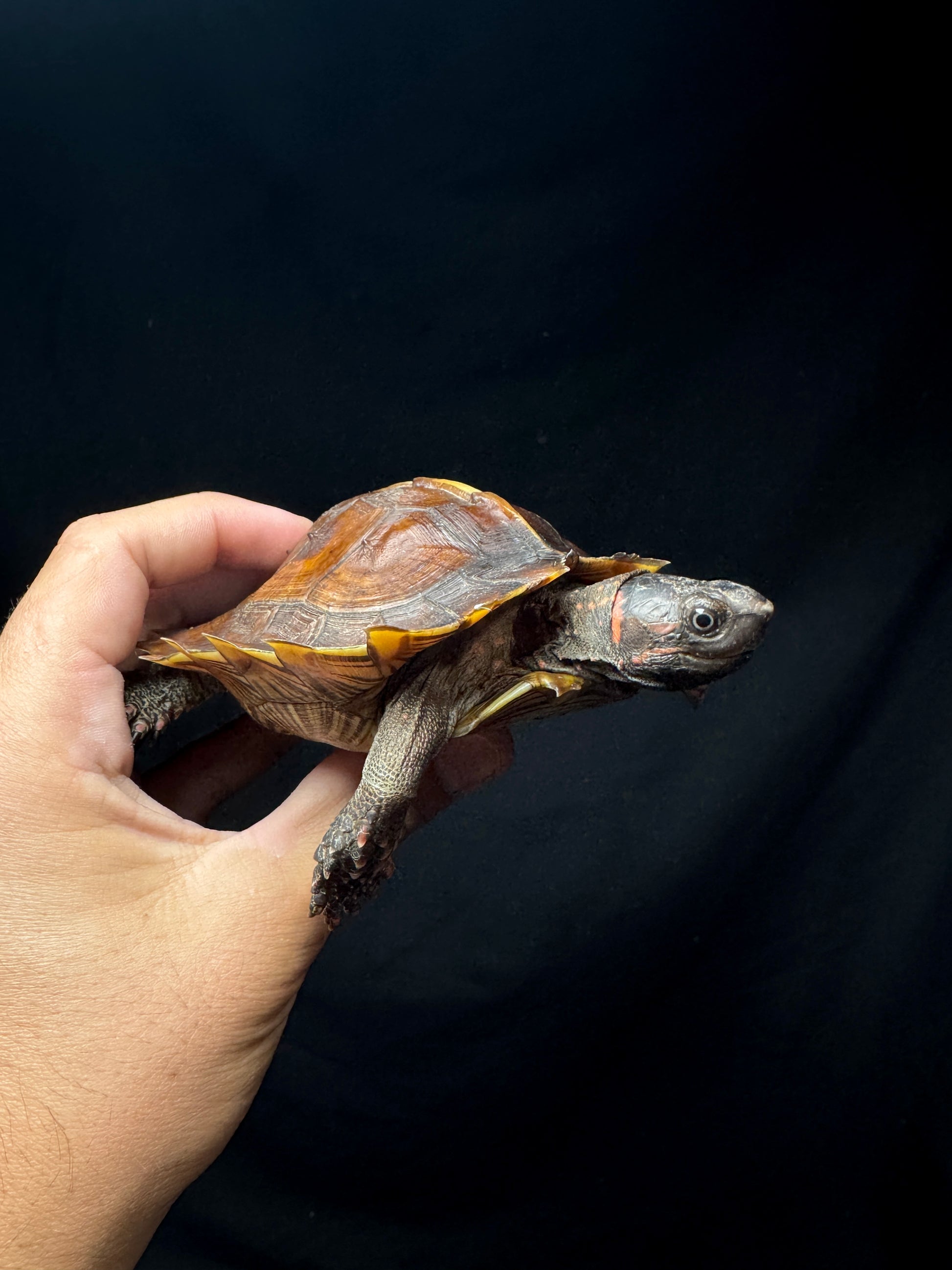 #4 Spiny Hill Turtle