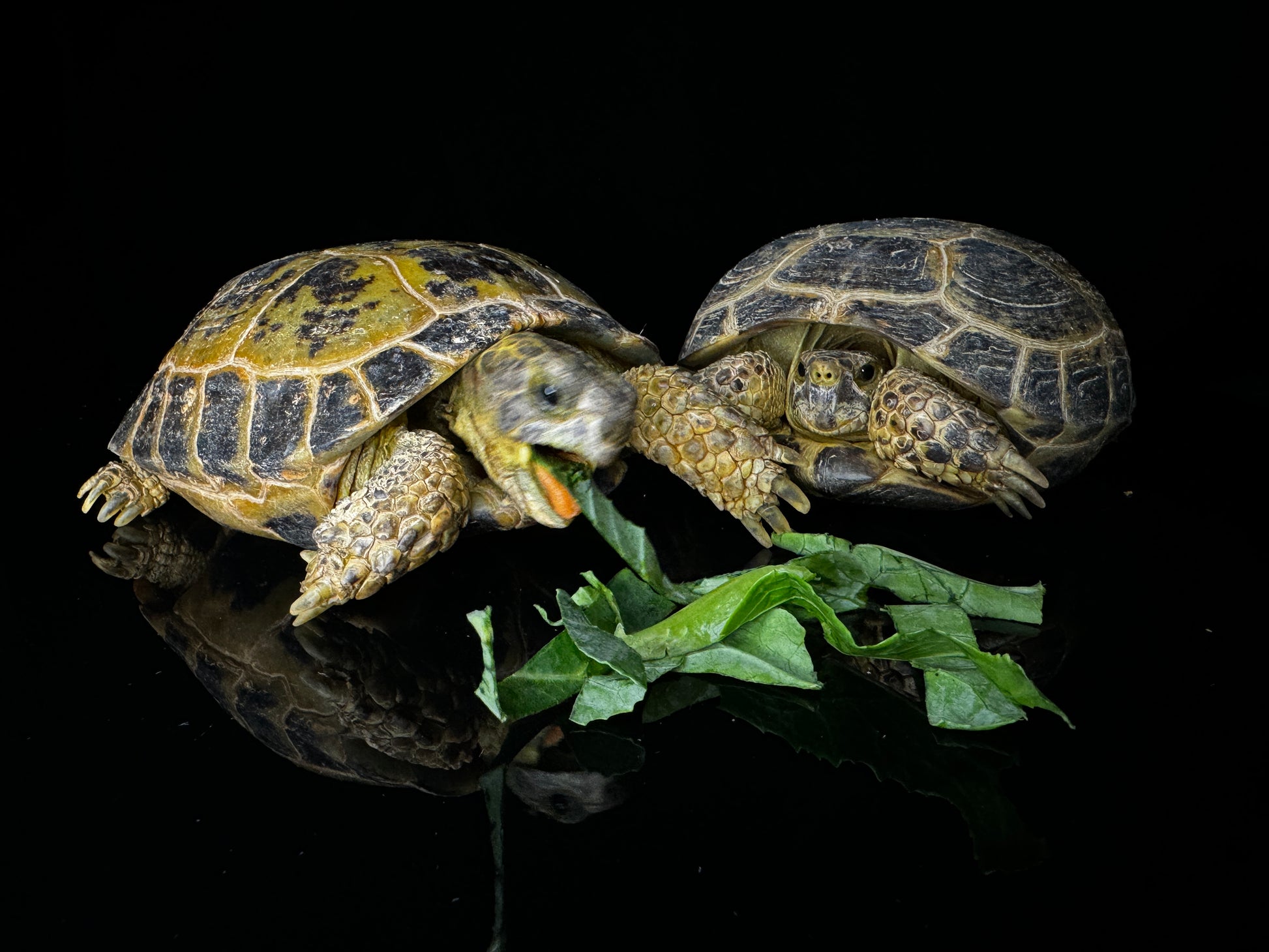 Russian Tortoise 4-5”