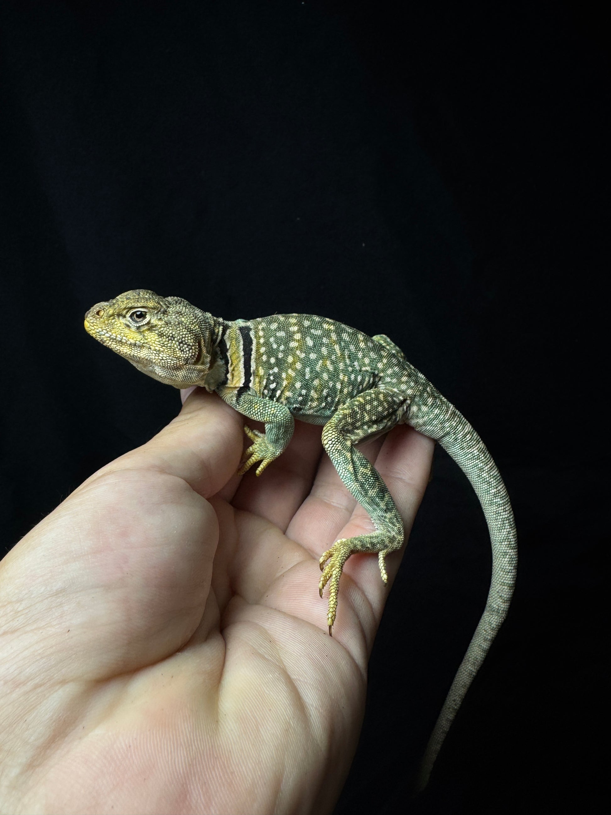 Aquaflame Blue Collard Lizards