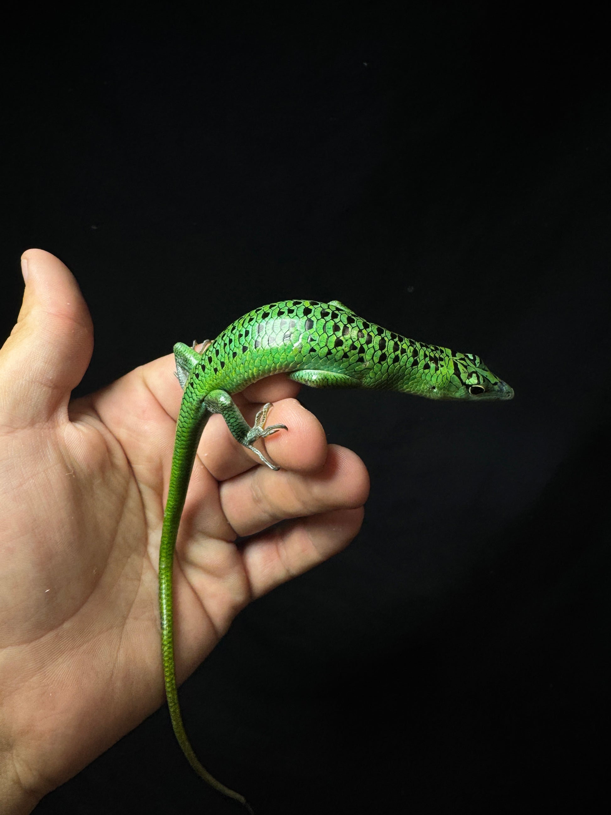 #1 Female Black Spotted Emerald Tree Skink
