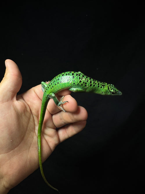 #1 Female Black Spotted Emerald Tree Skink