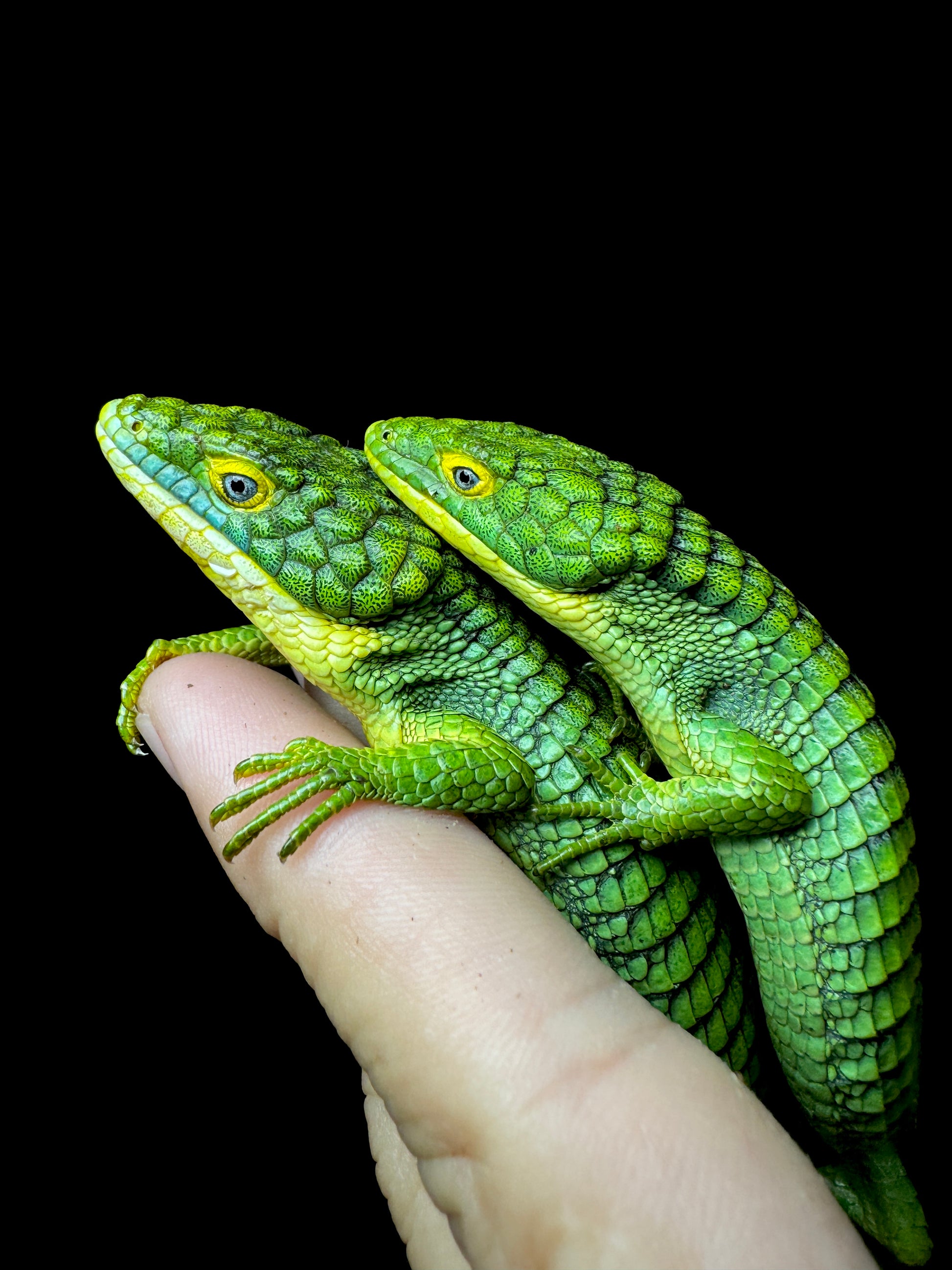 Stunning Mexican Alligator Lizard Pair (Abronia graminea)