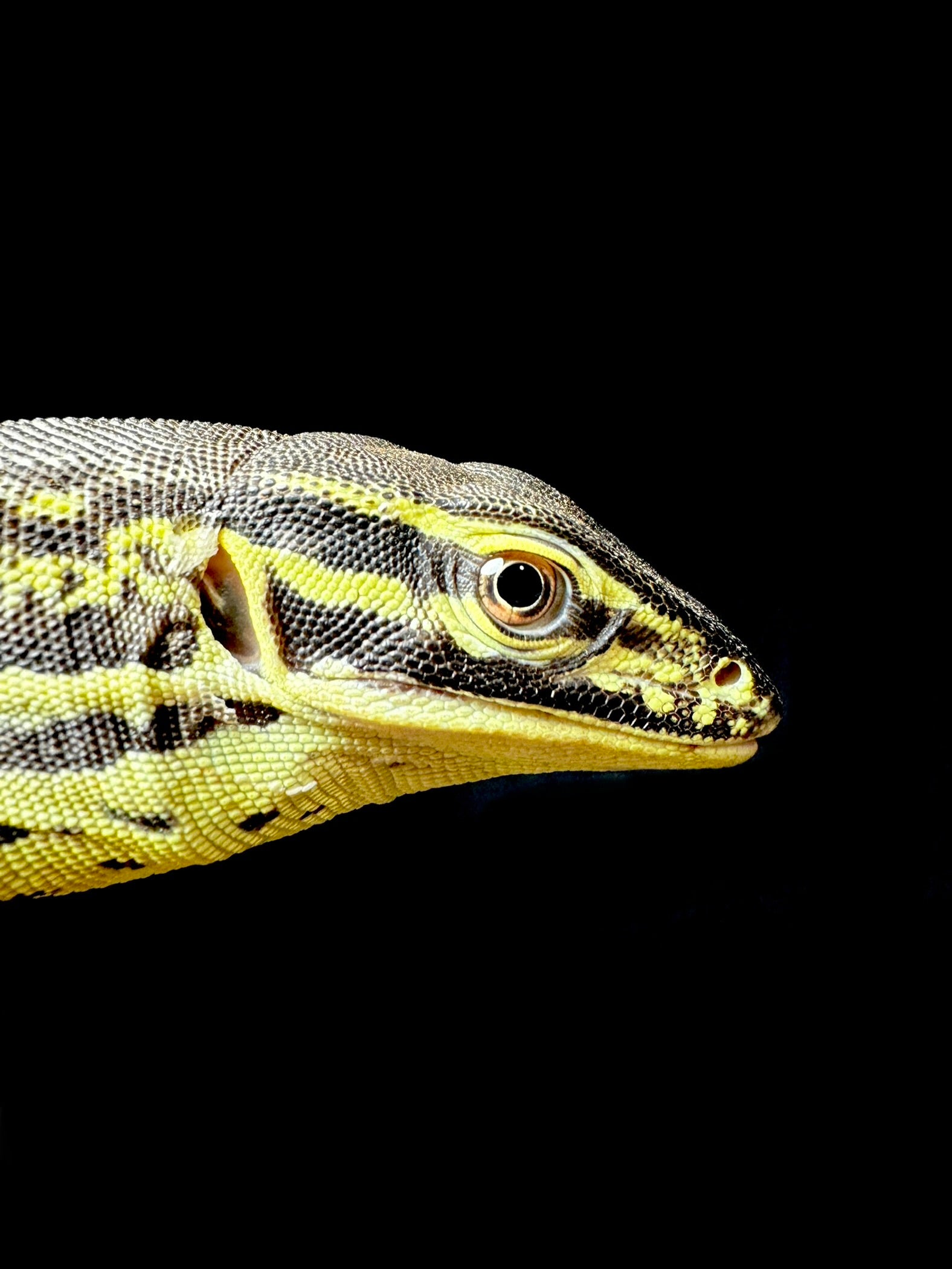 Beautiful Argus Monitor