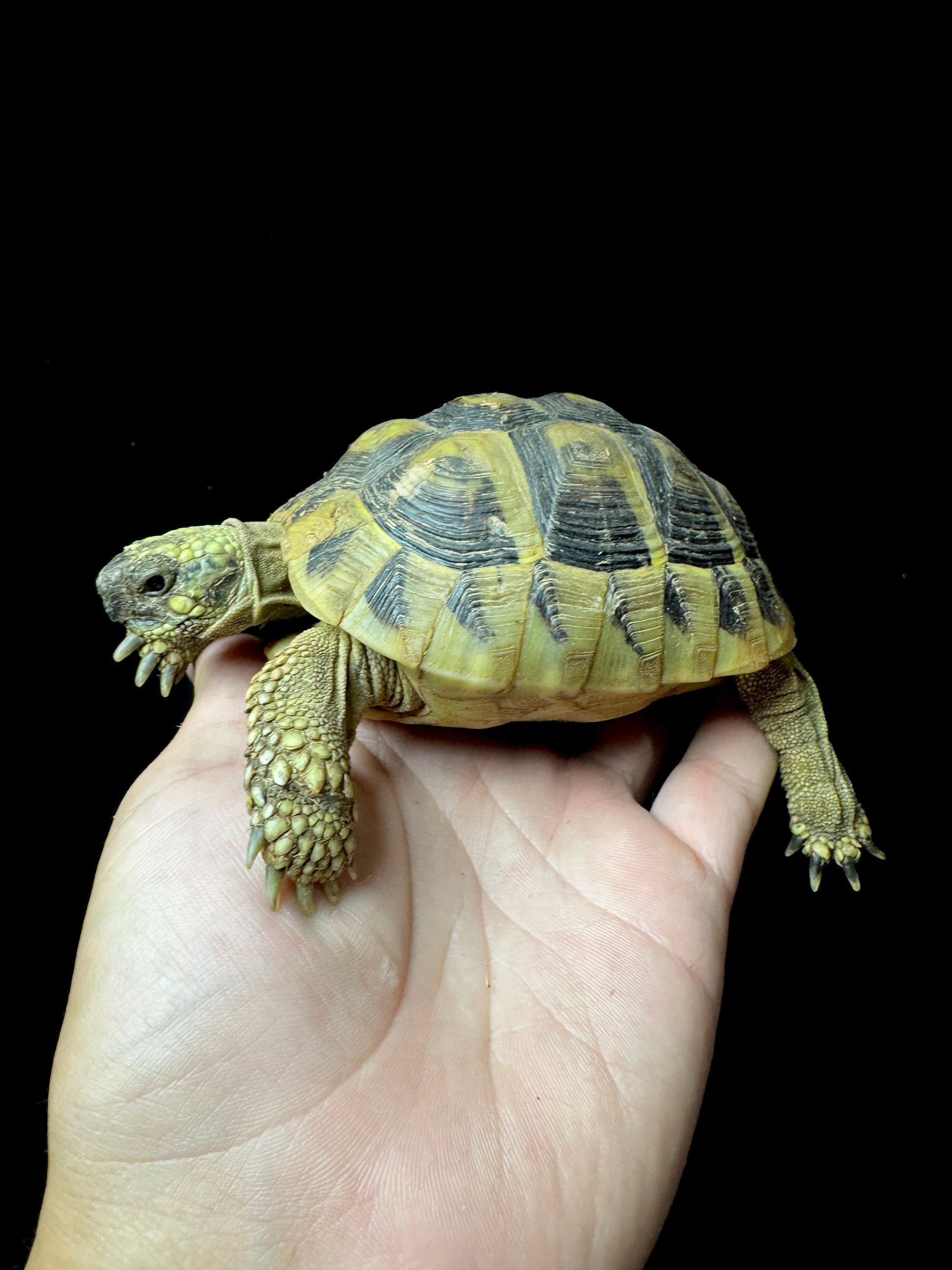 #23 USACB Small Female Hermann’s Tortoise