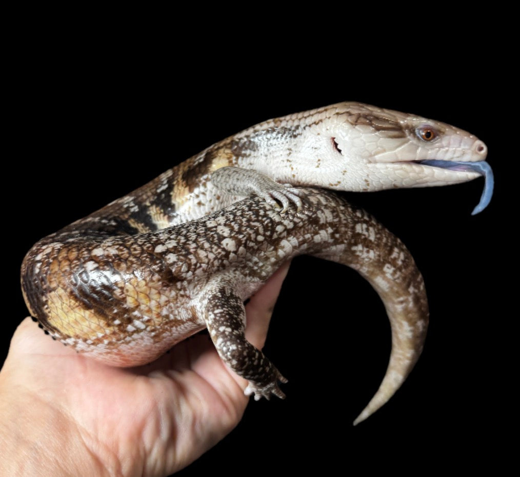 USA CB Northern Blue Tongue Skink! #8