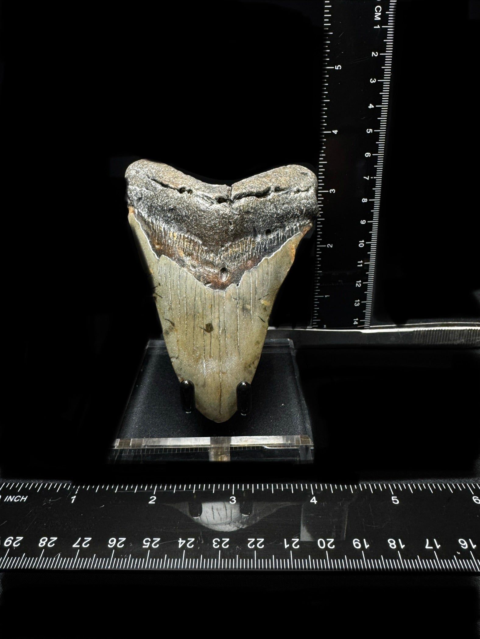 #9 4.25” Meg Tooth