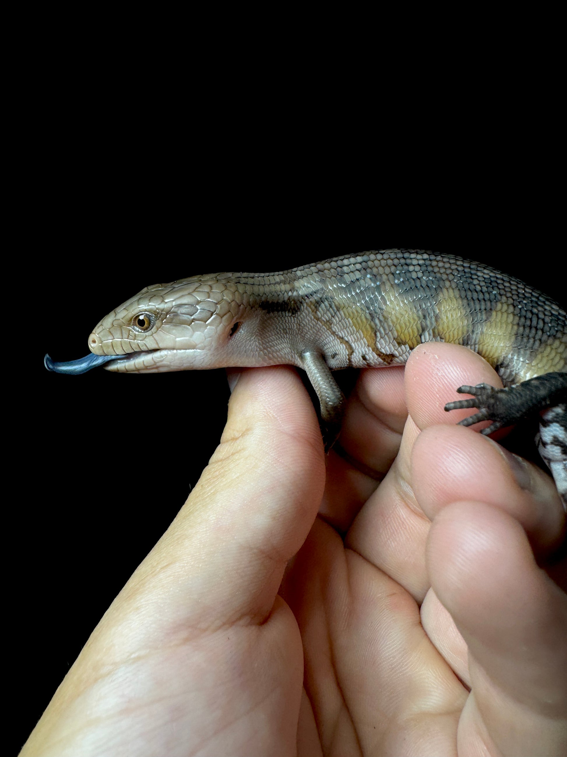 #4 USACB Northern Blue Tongue Skink
