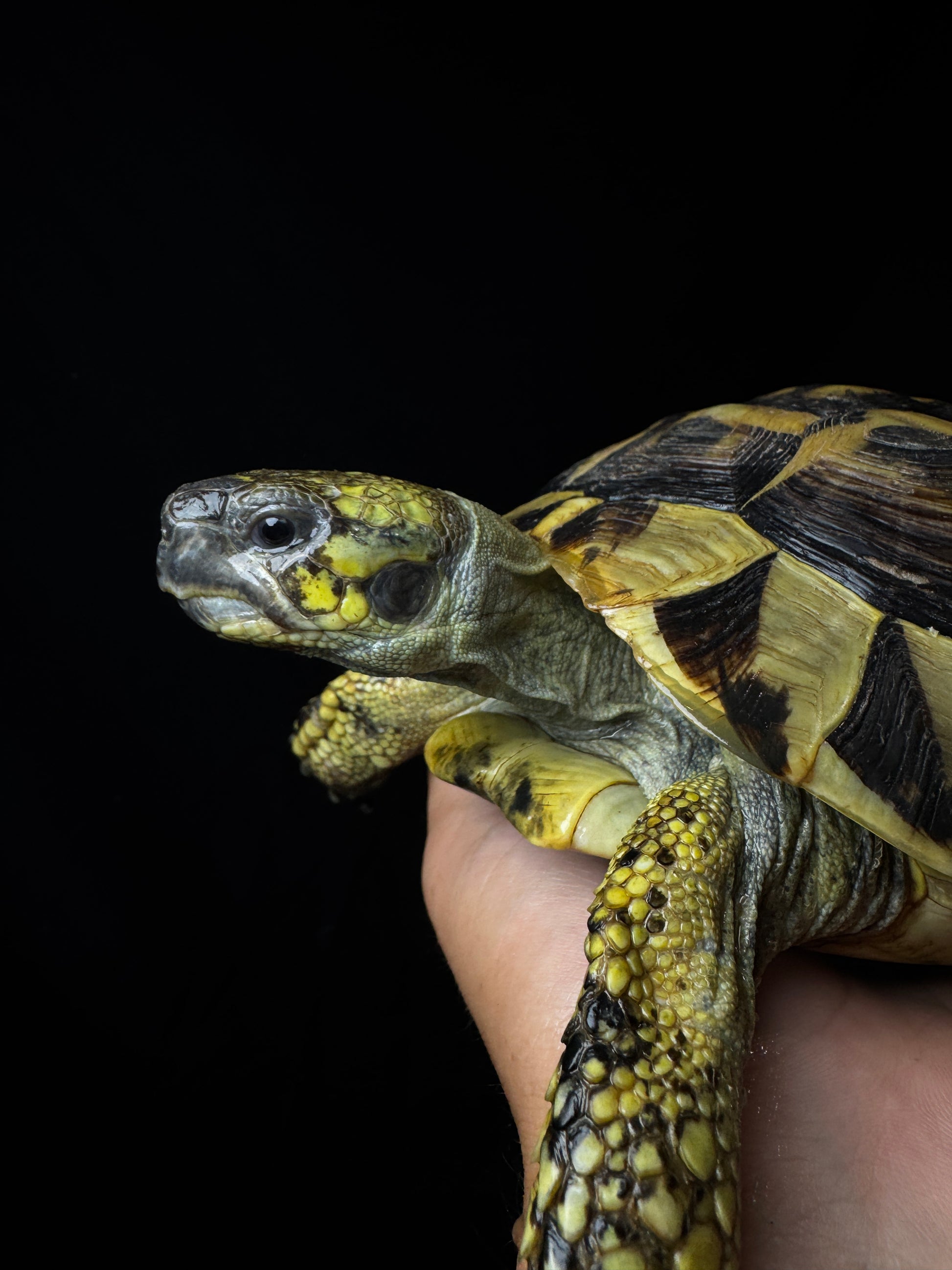 Breeder Male Herman’s Tortoise #1