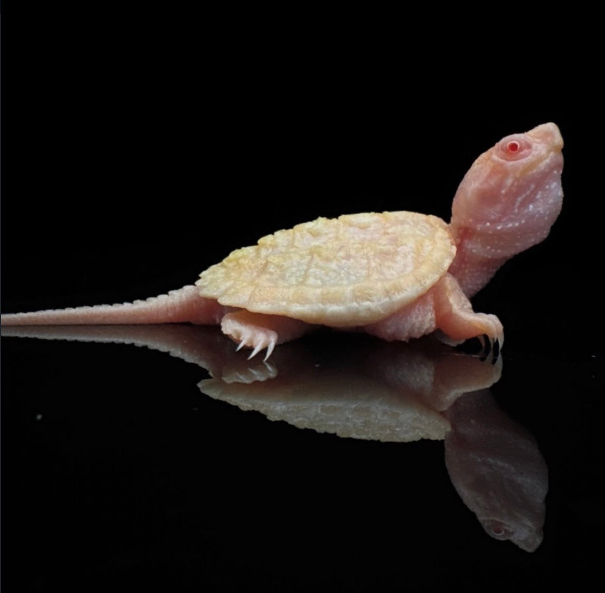 USACB T- True Albino COMMON Snappers!