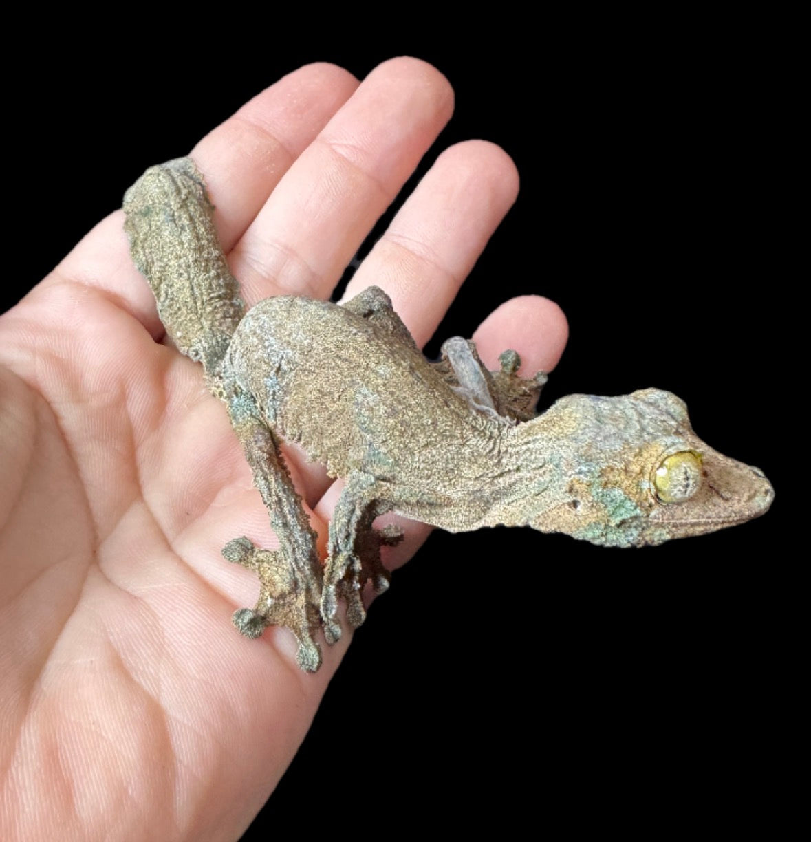 Sikorae Leaf Tail Gecko #6