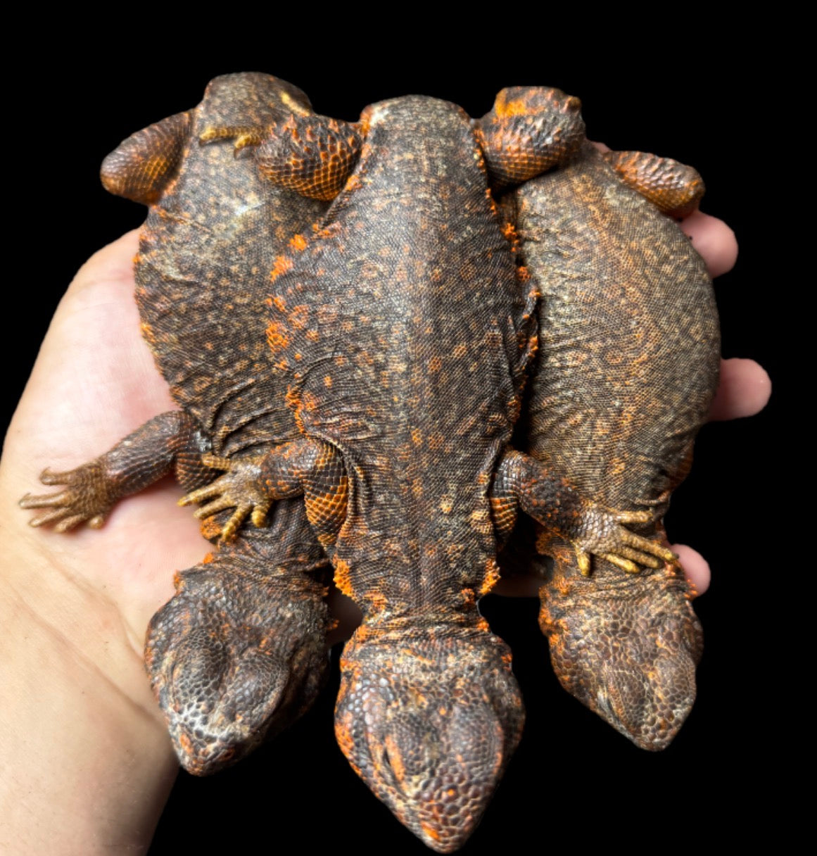 Adult Red Uromastyx
