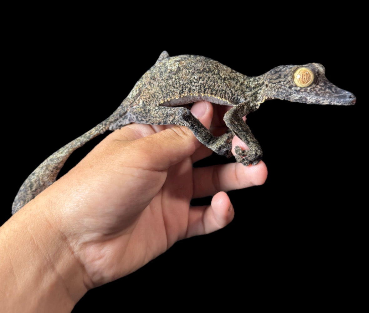 GIANT Fimbriatus Leaf Tail Gecko!