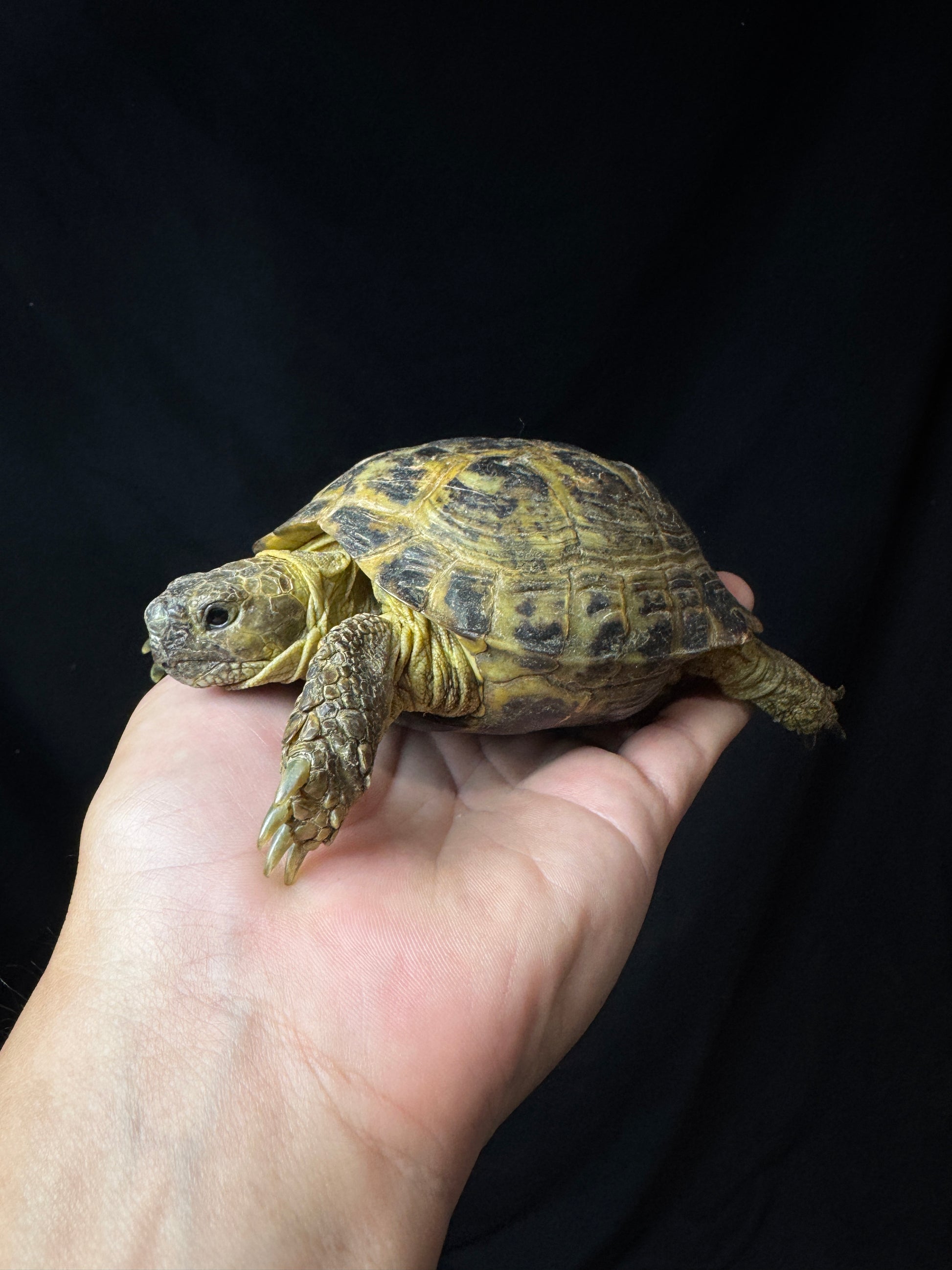 Exact Russian Tortoise Male #1