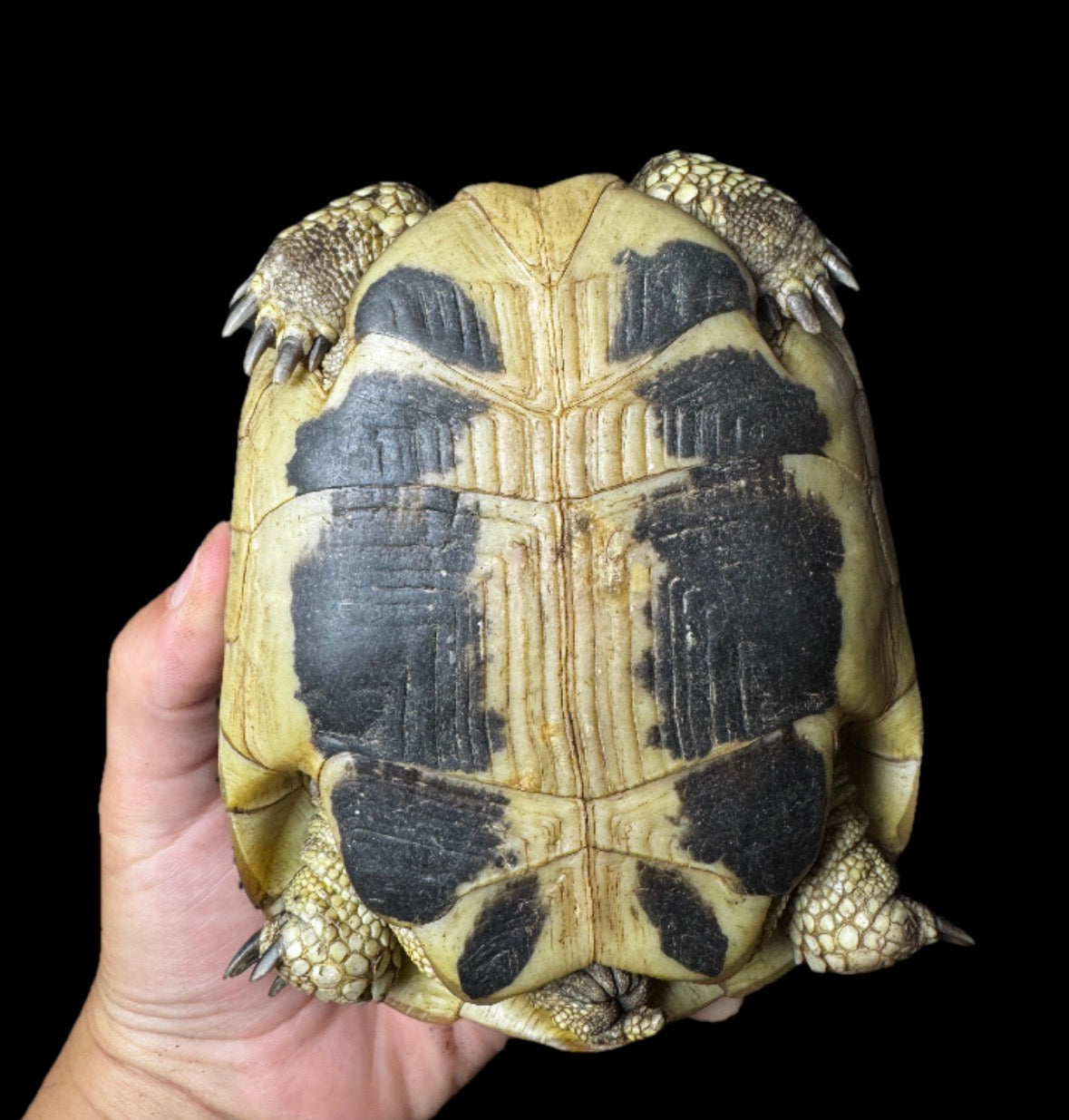 Exact Adult CBB Female Herman’s Tortoise!