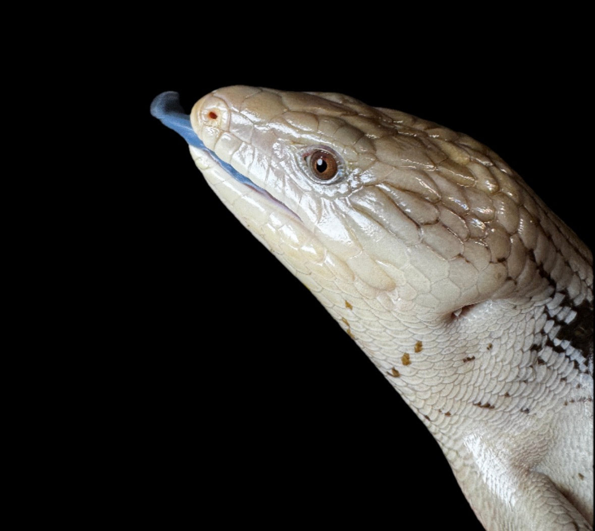 USA CB Adult Northern Blue Tongue Skink #3