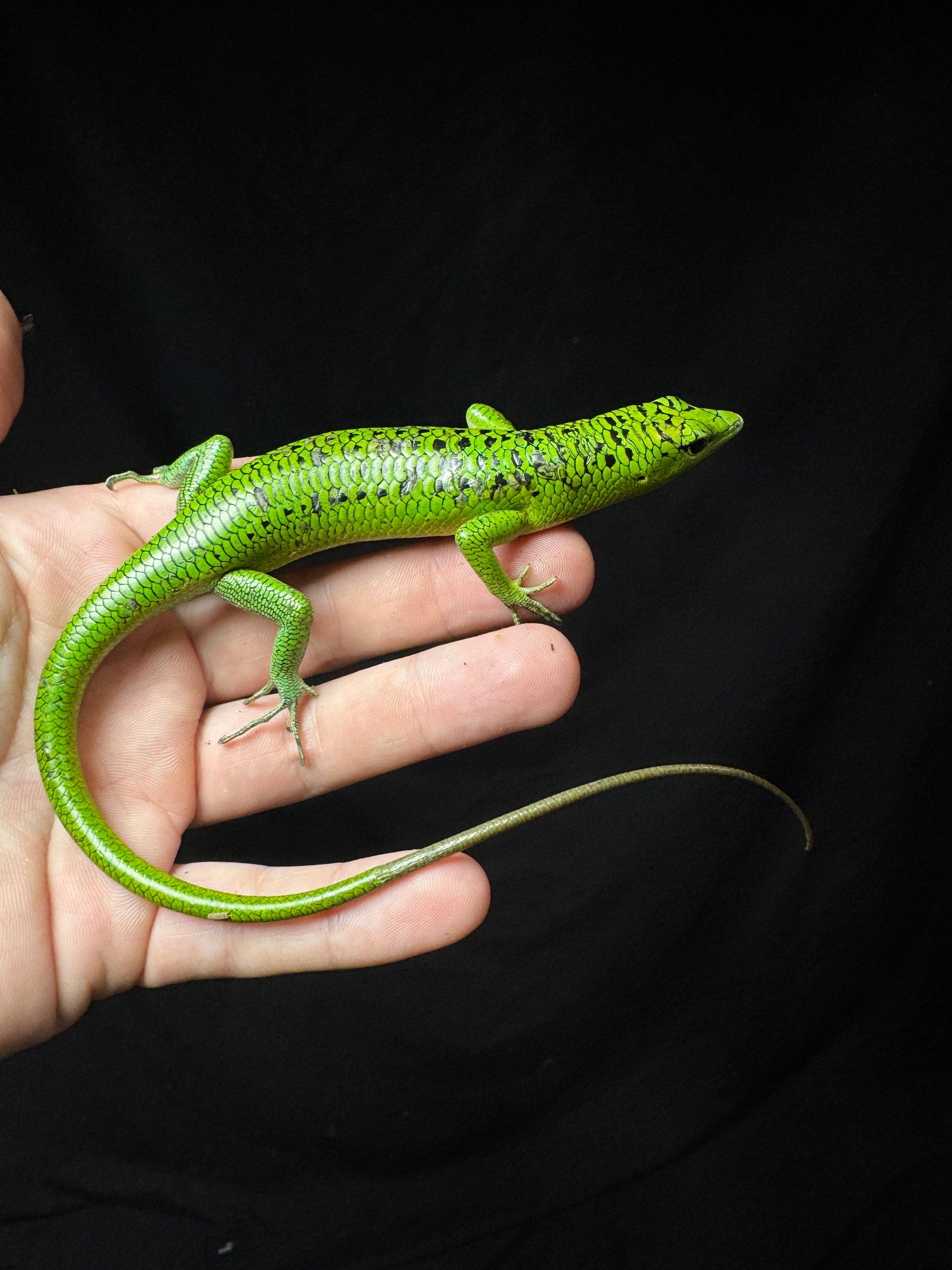 #2 Male Black Spotted Emerald Tree Skink