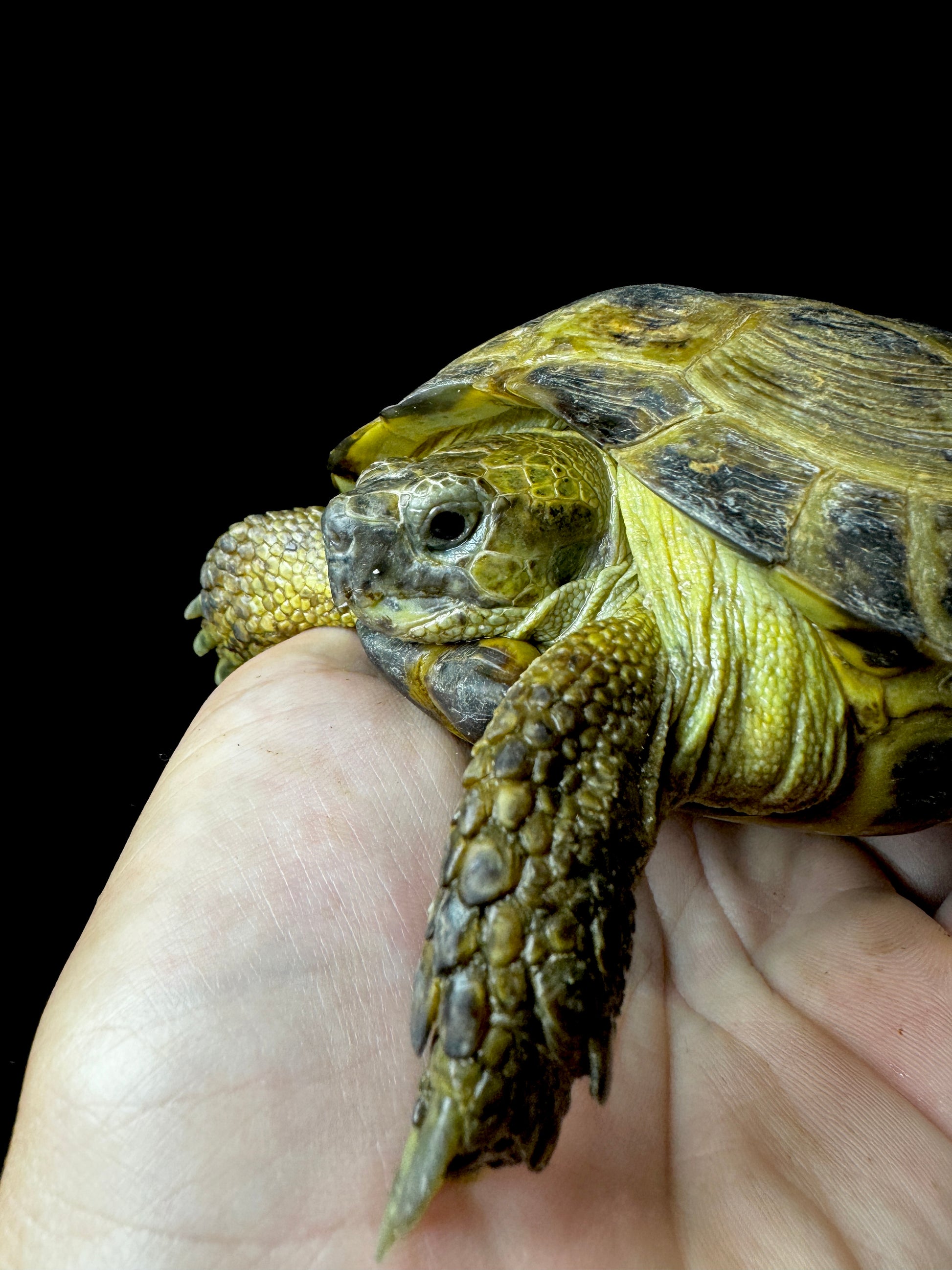 Exact Russian Tortoise Male #2